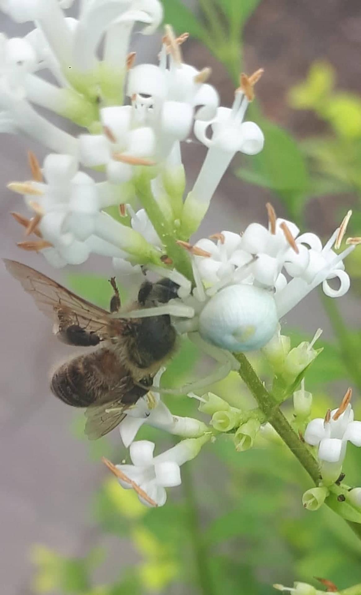 Kvetárik dvojtvarý ulovil včelu.