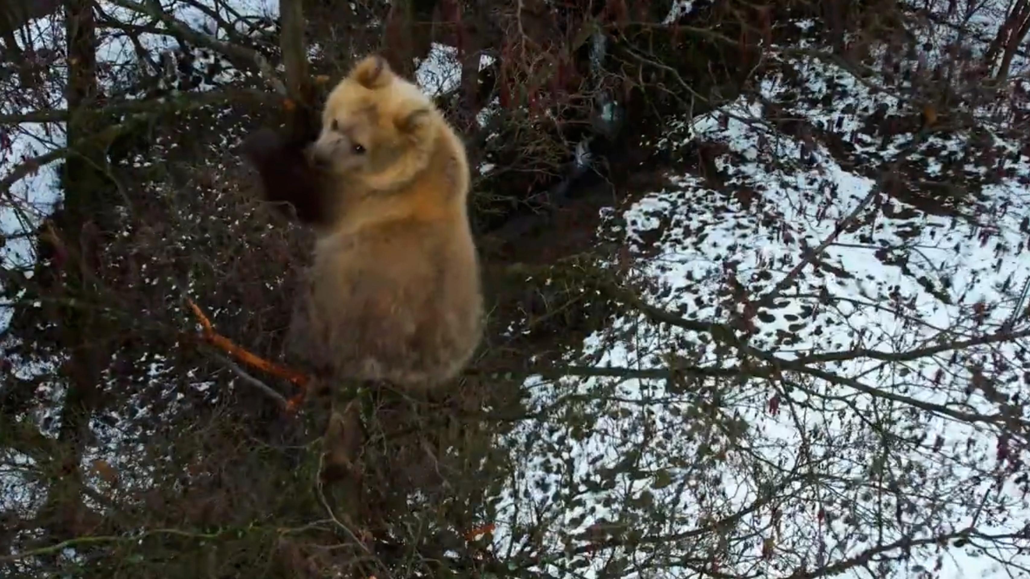 Medvieďa uviazlo na strome.