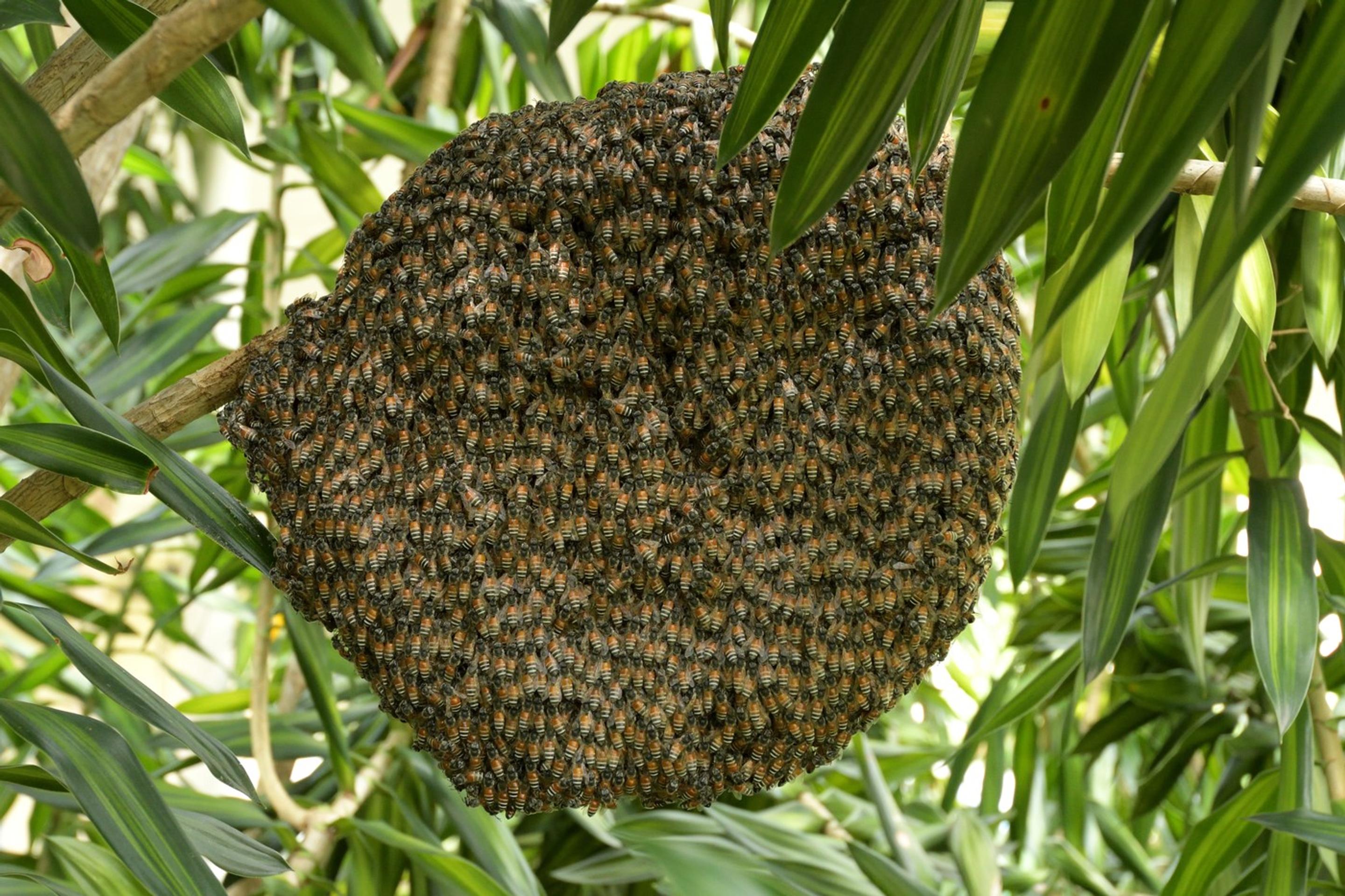 Včela kvetná (lat. Apis Florea)