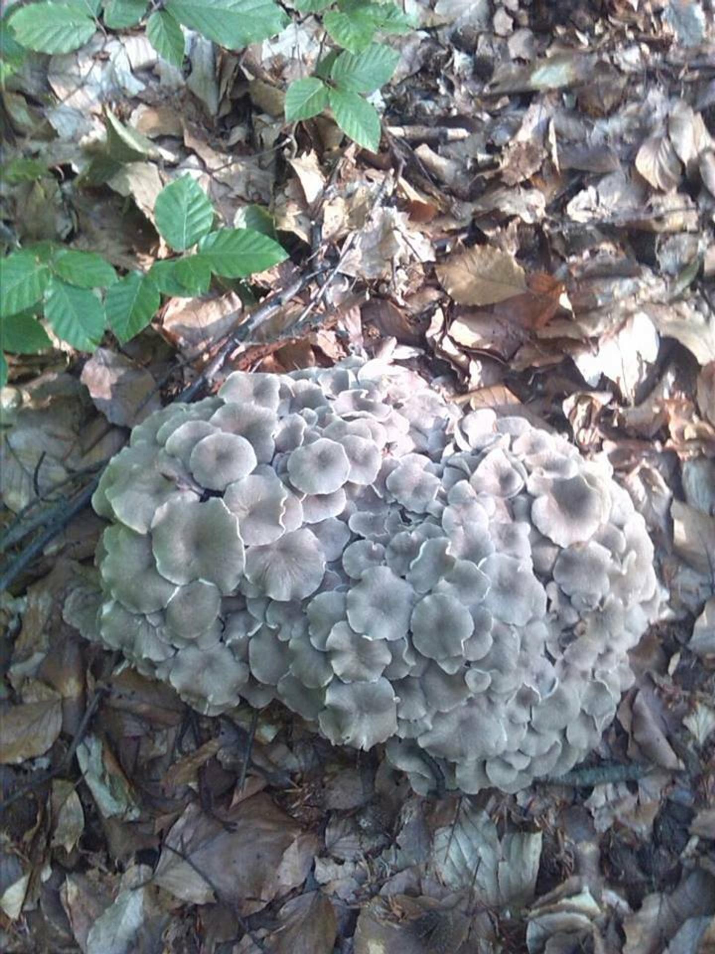 Hubárska sezóna v bardejovskom okrese.