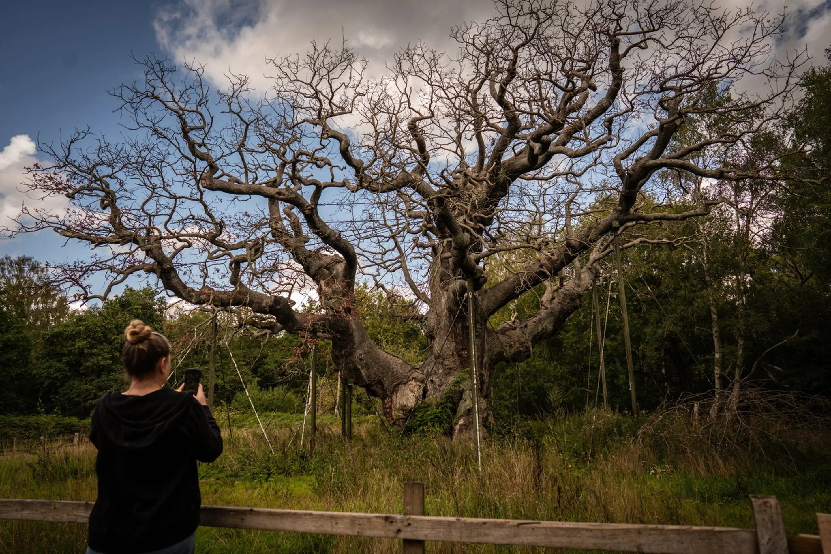 Major oak na snímke z roku 2025.