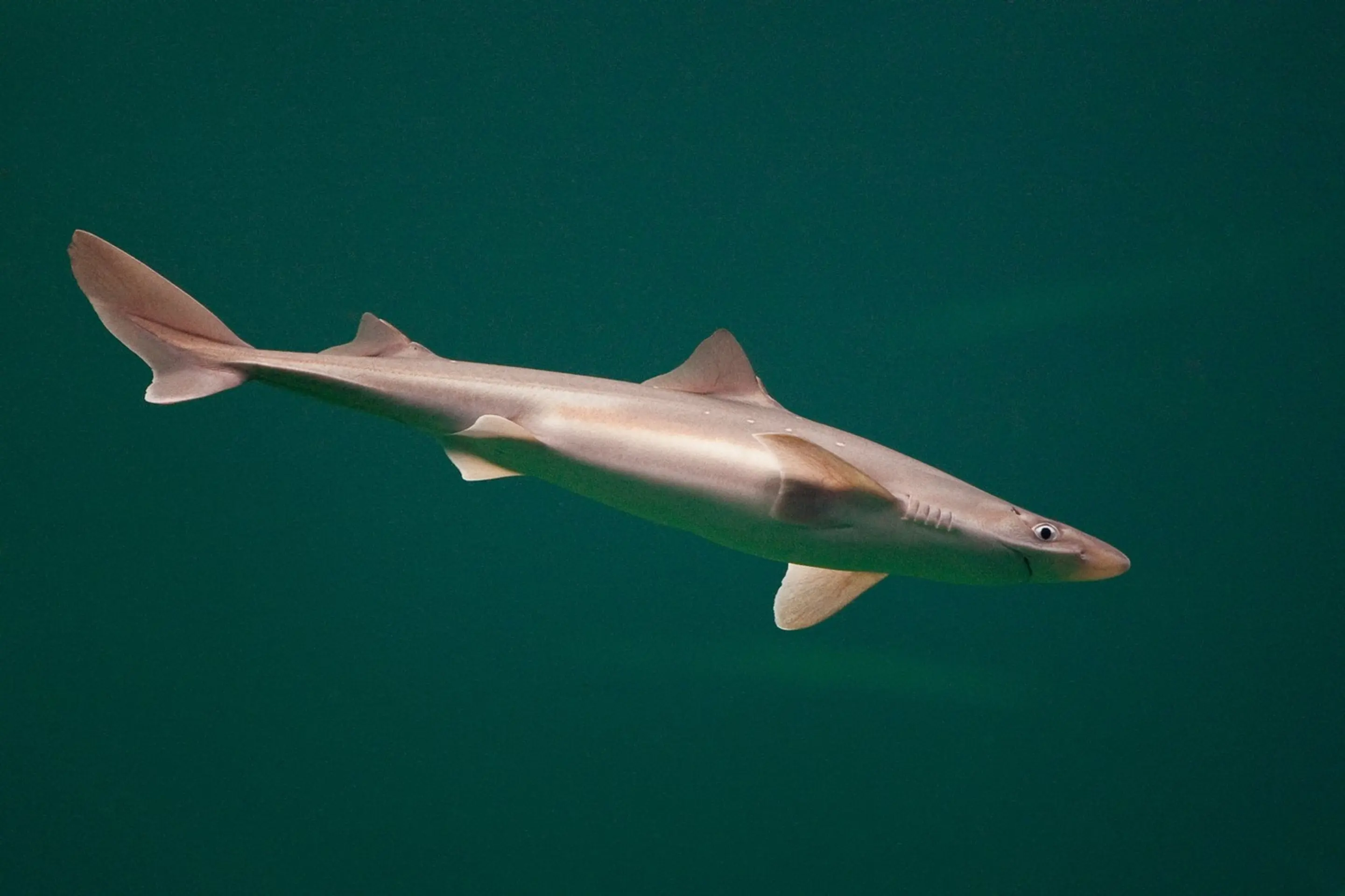 ostroň bieloškvrný (Squalus acanthias)