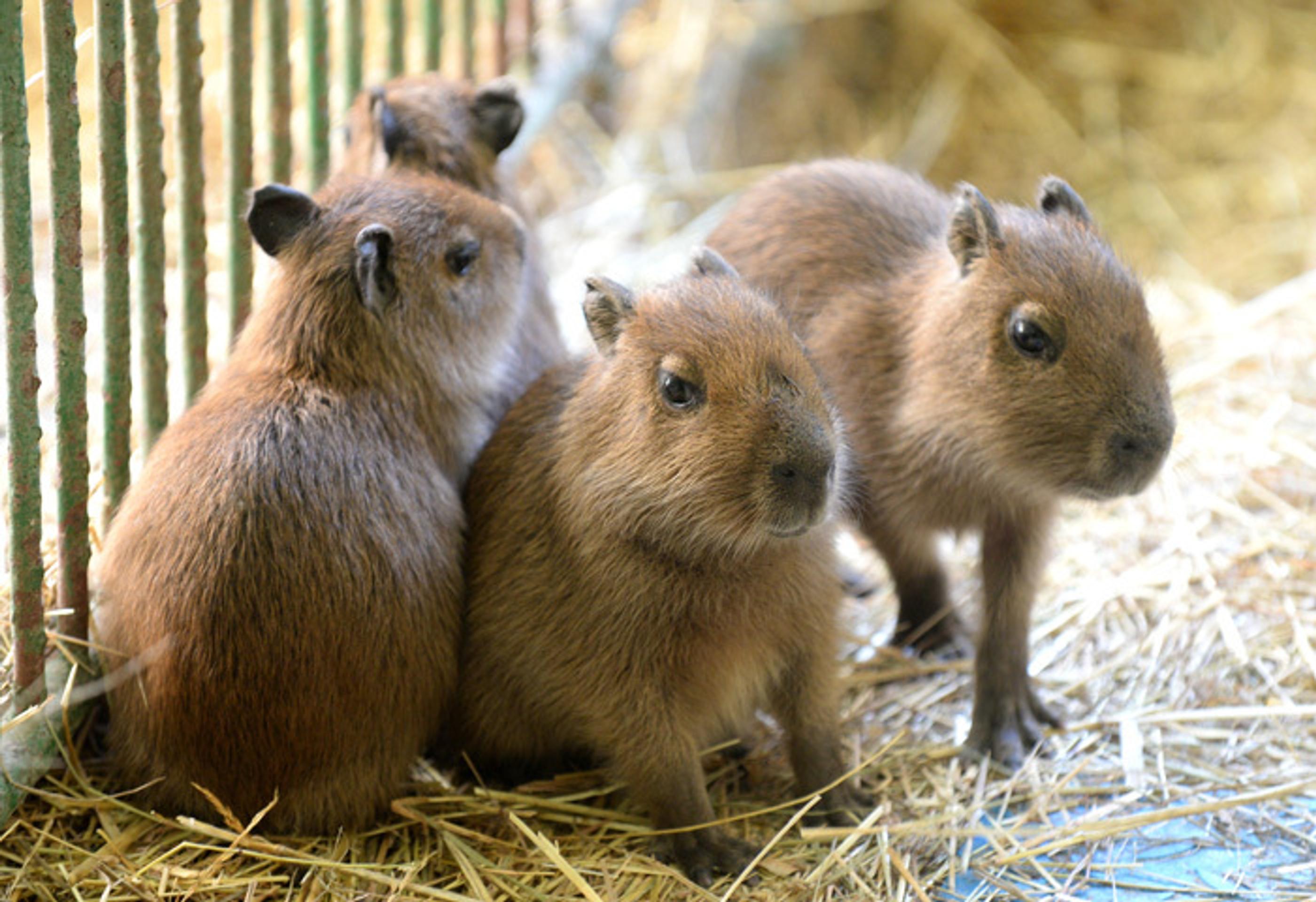 Mláďatá najväčšieho hlodavca na svete - kapybary močiarnej, najnovší prírastok košickej zoo.