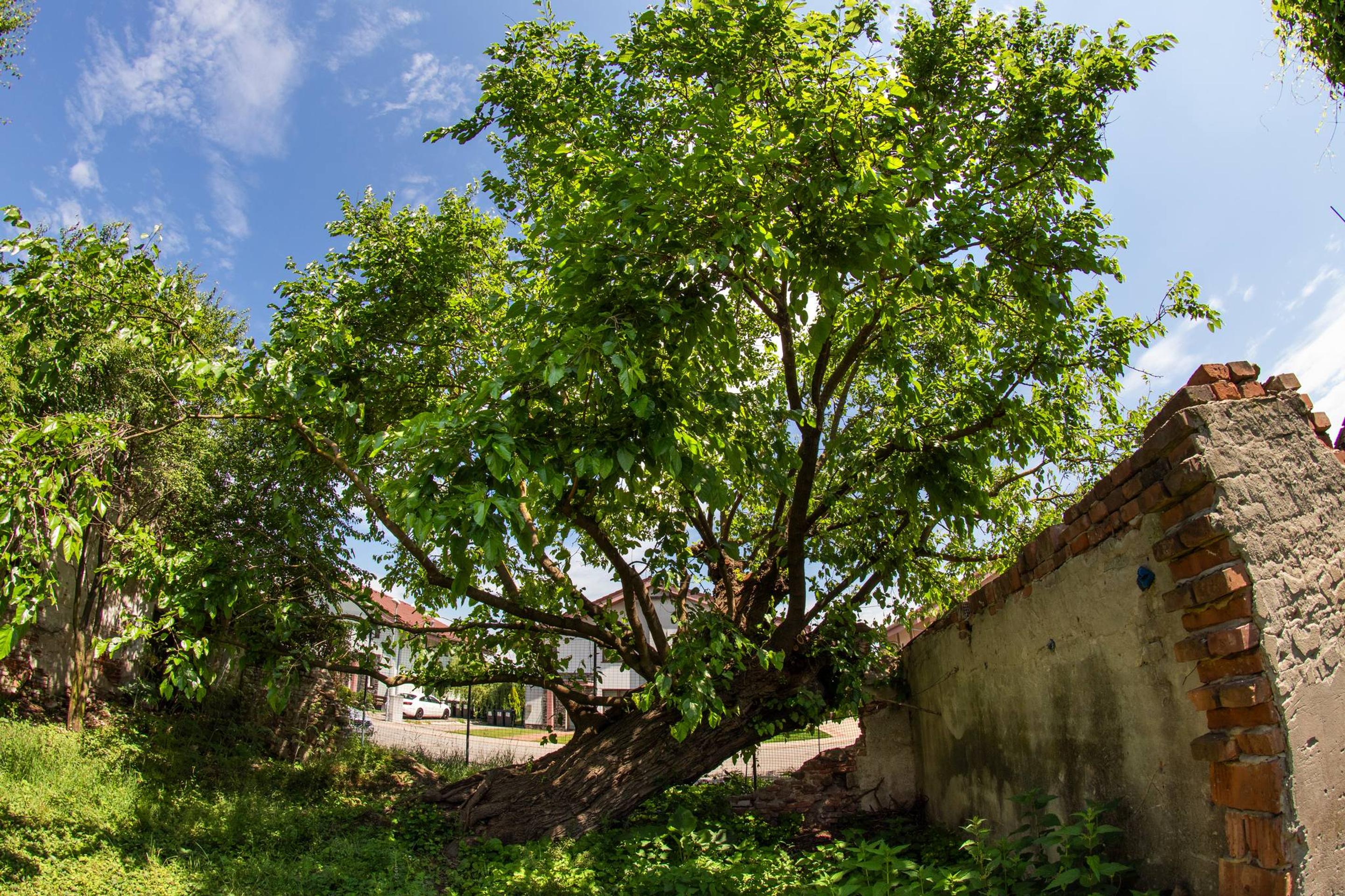 2. Moruša biela (Morus alba)