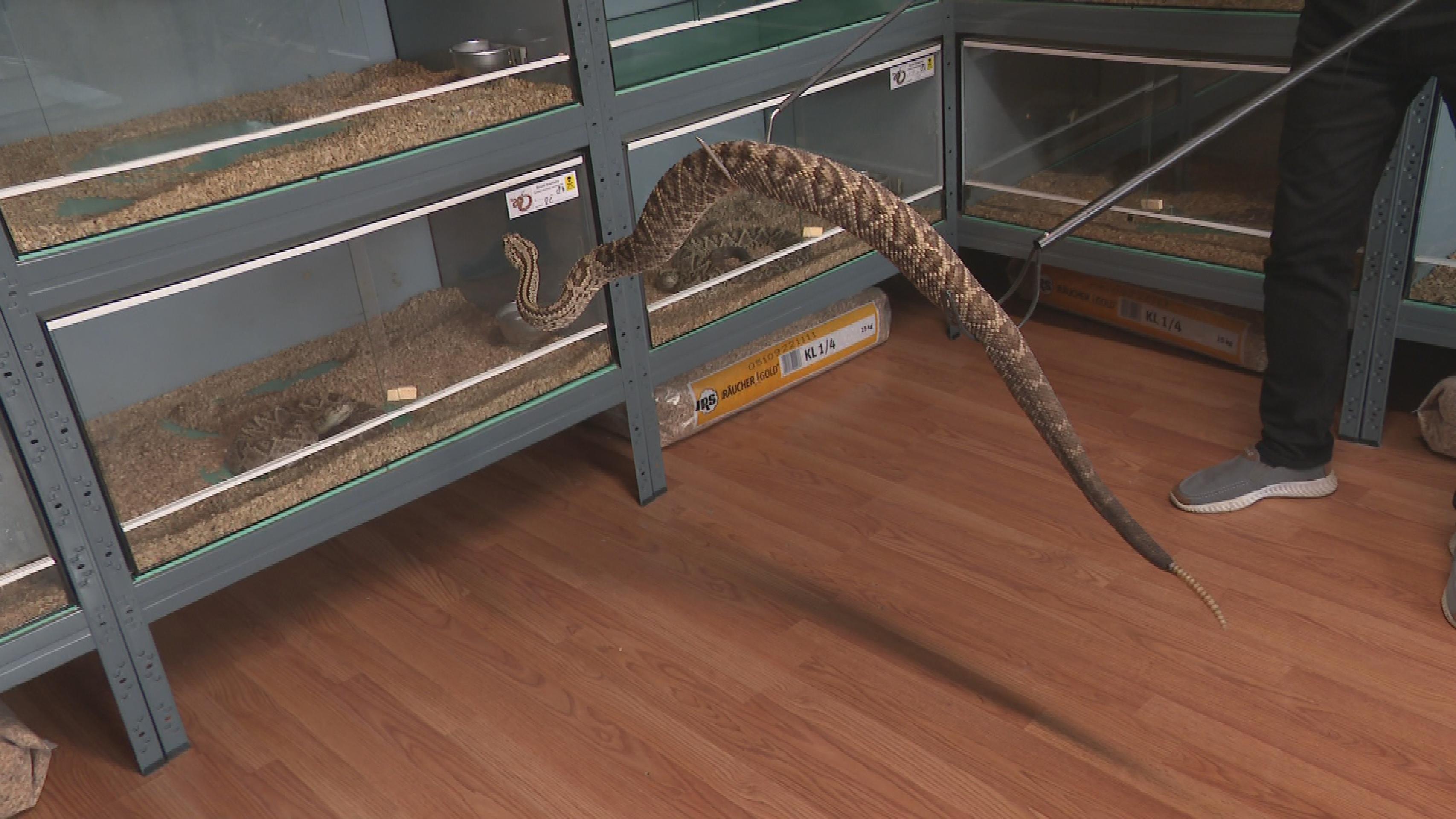 Opatrná manipulácia s hadom.