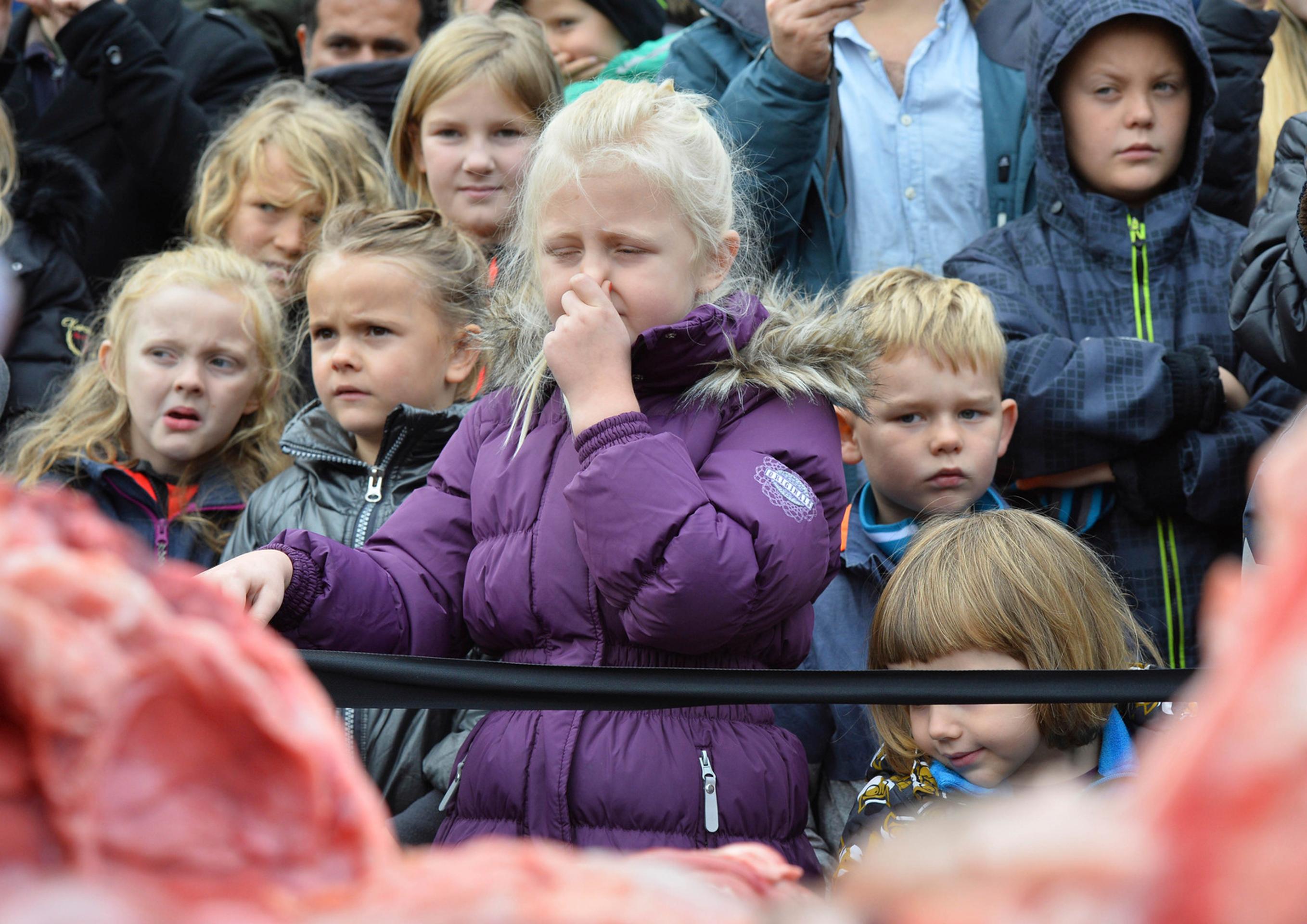 Verejná pitva leva.