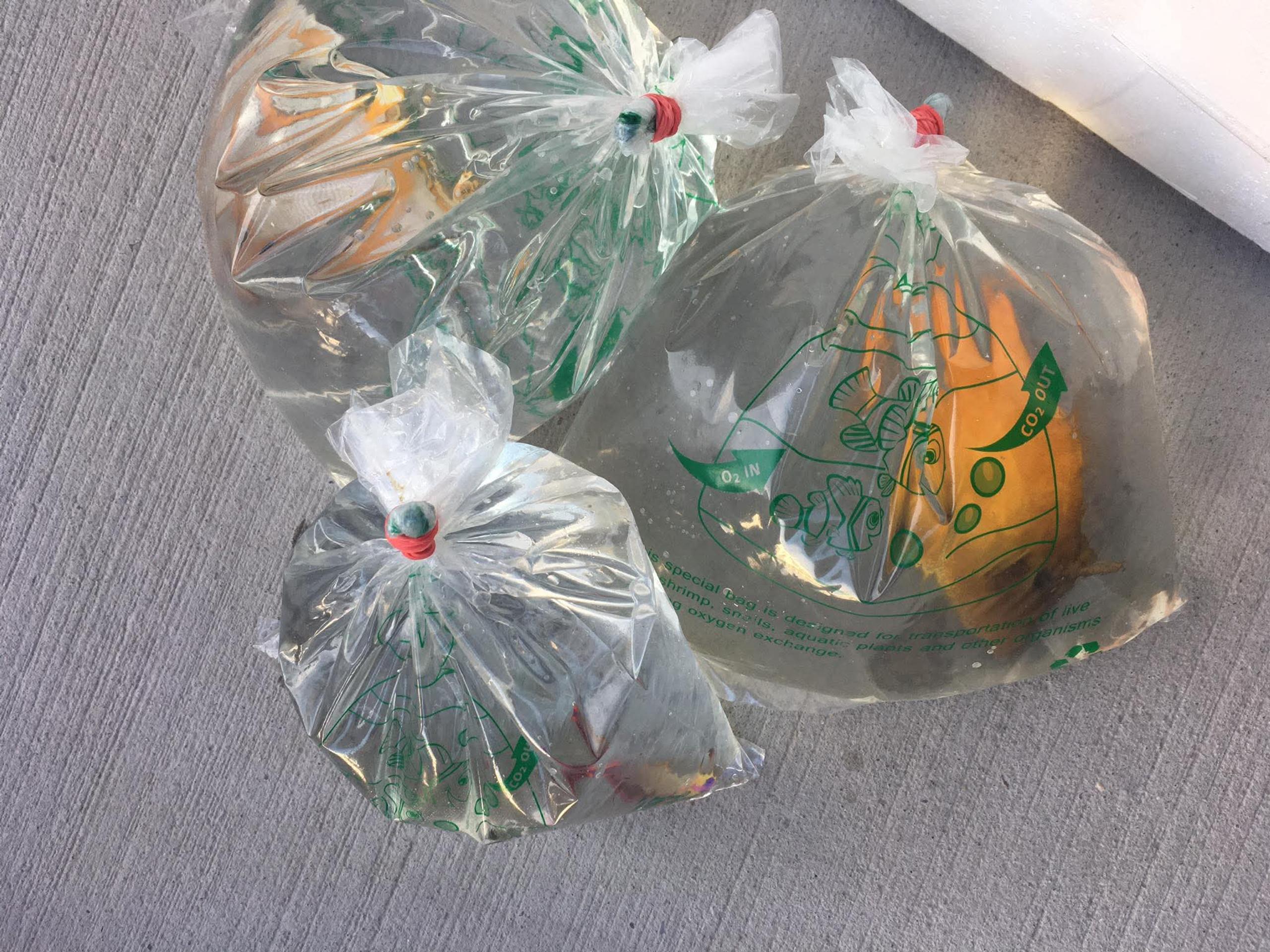 Zásielky s bizarným obsahom.