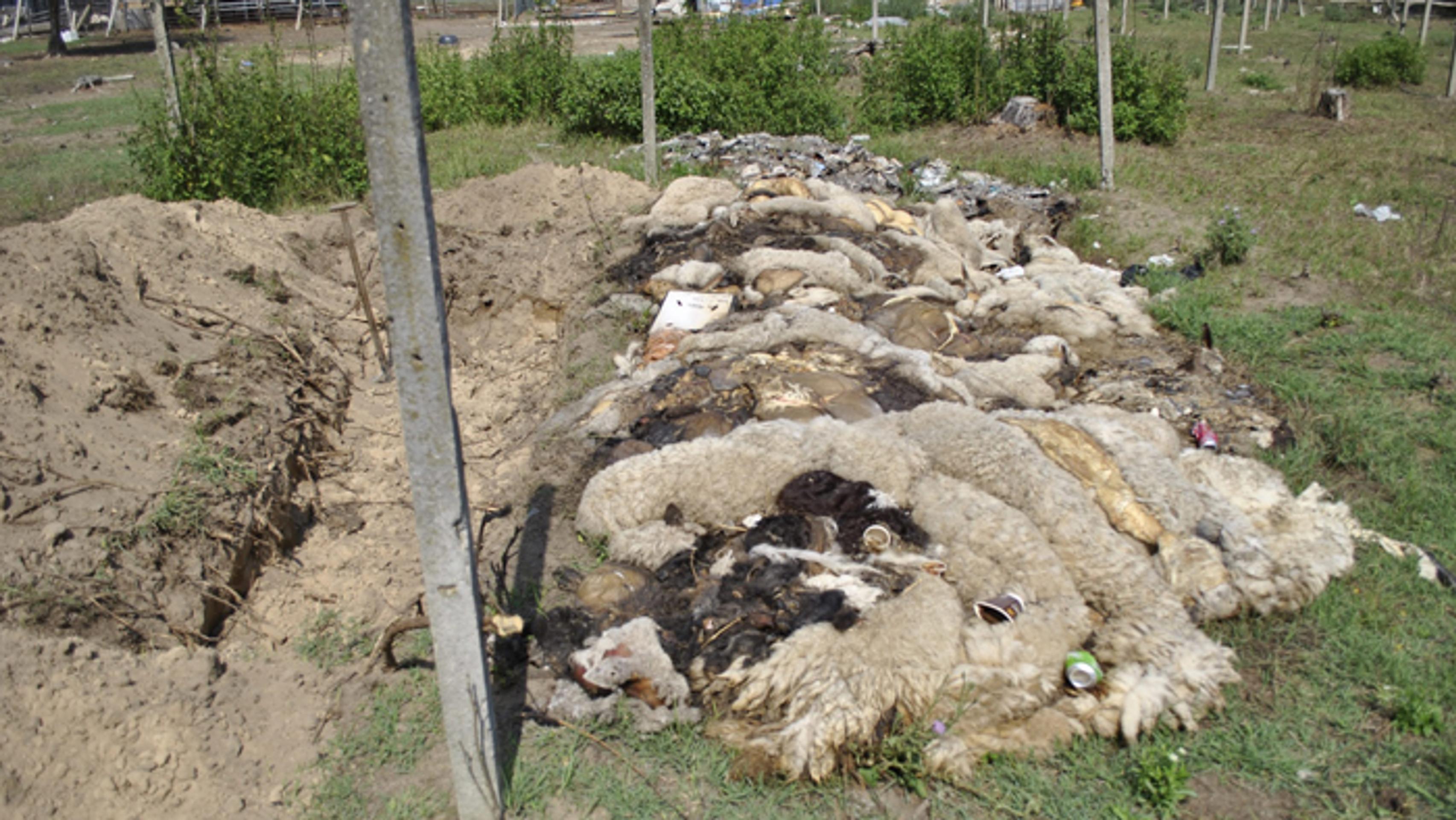 Cintorín uhynutého dobytka.