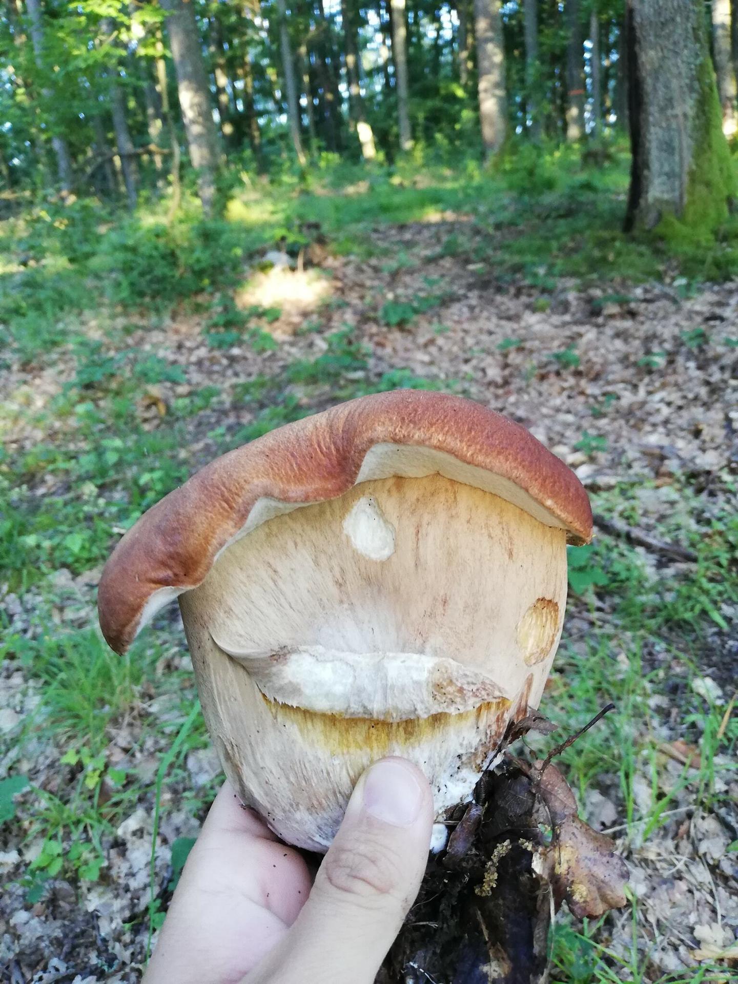 Príroda dokáže neuveriteľné veci, tento dubák rastúci dole hlavou je jasným dôkazom.