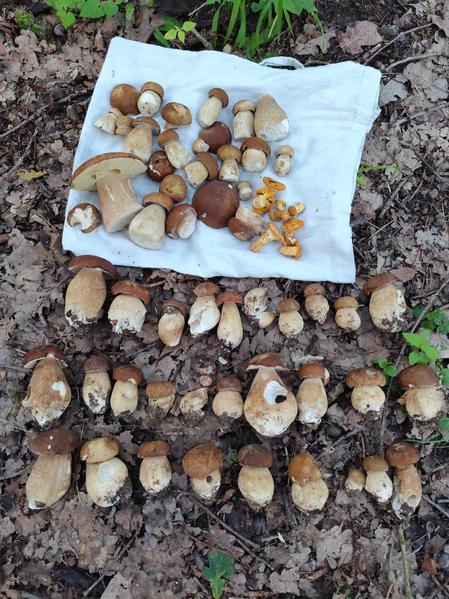 Stano Hanus už tiež nachádza dubáky v oblasti Prievidze.