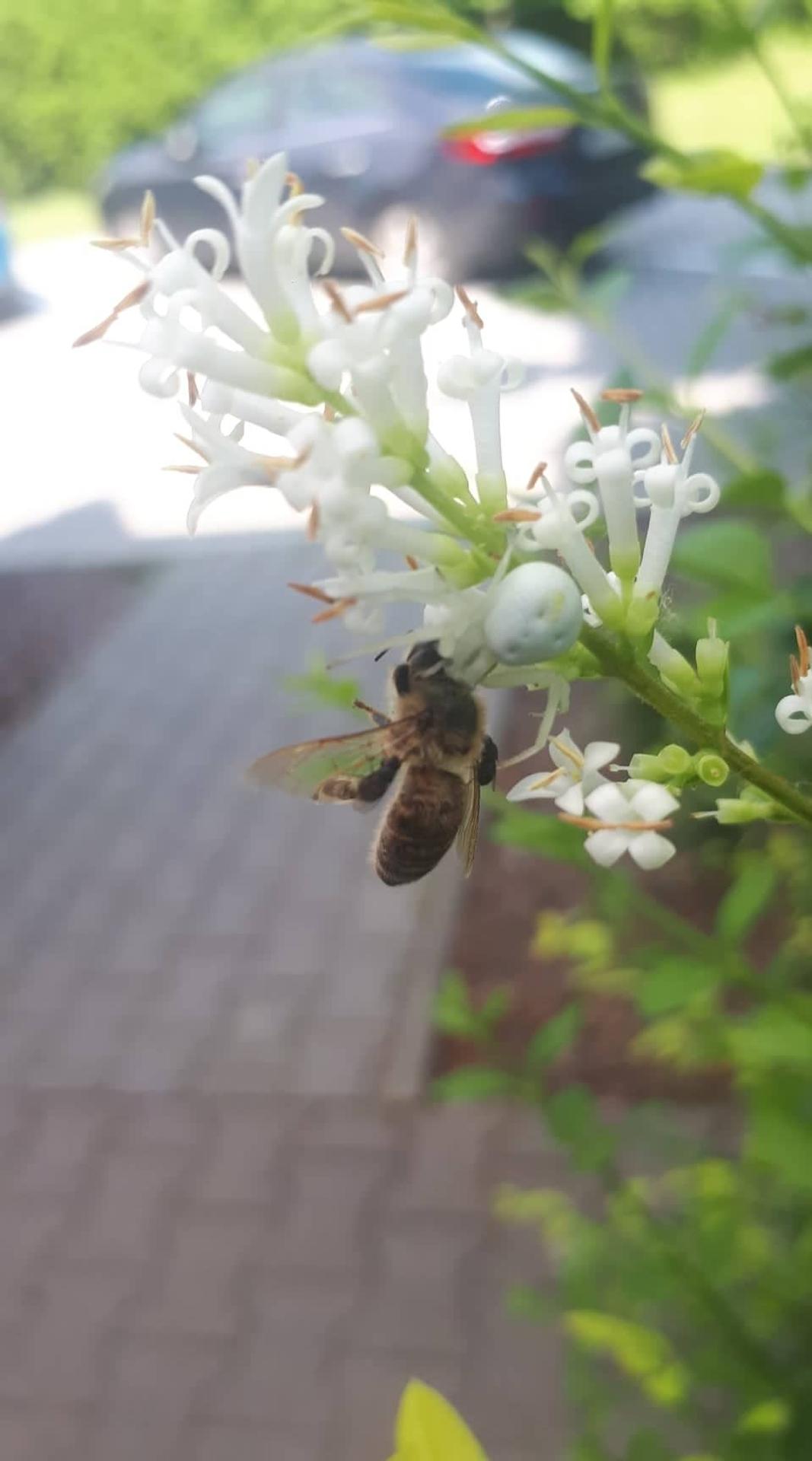 Kvetárik dvojtvarý ulovil včelu.