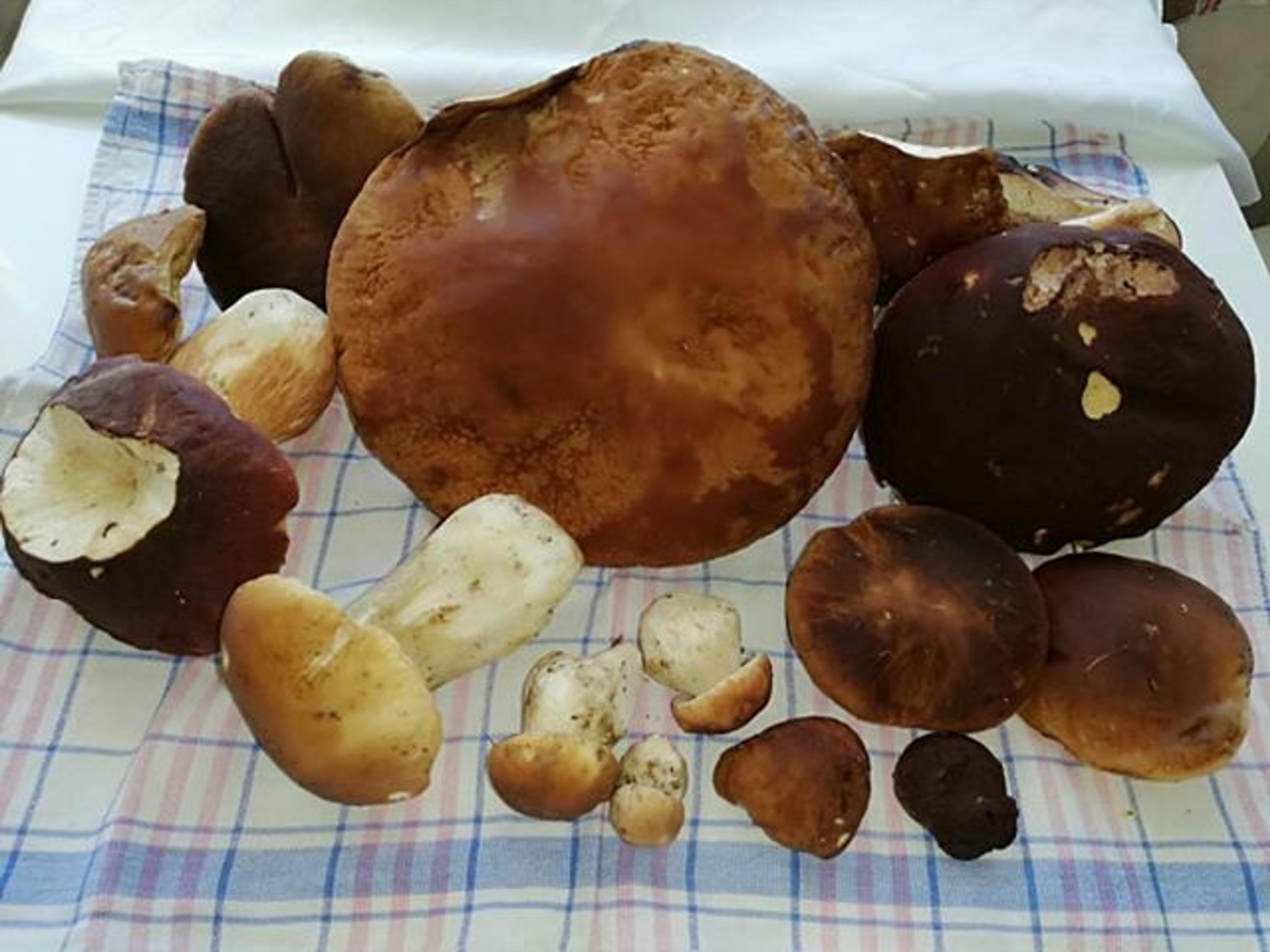 Spoznávate tieto markizáčky? 