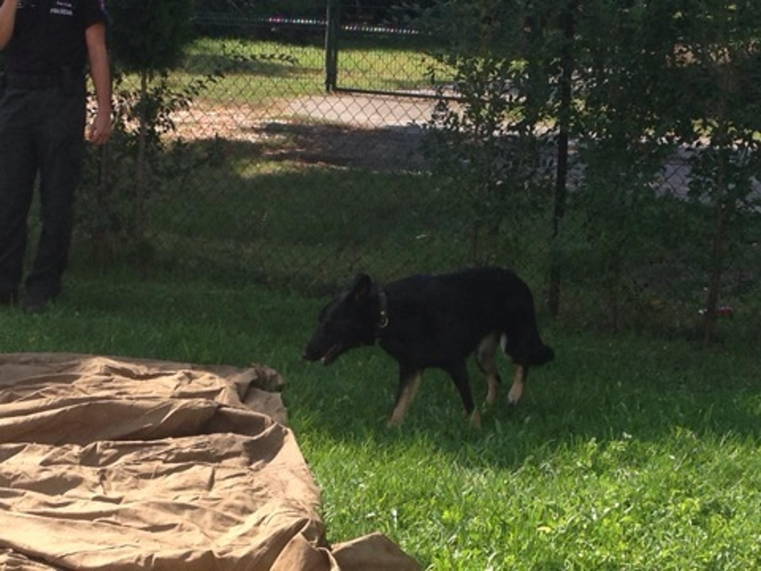 Pes na vyhľadávanie drog