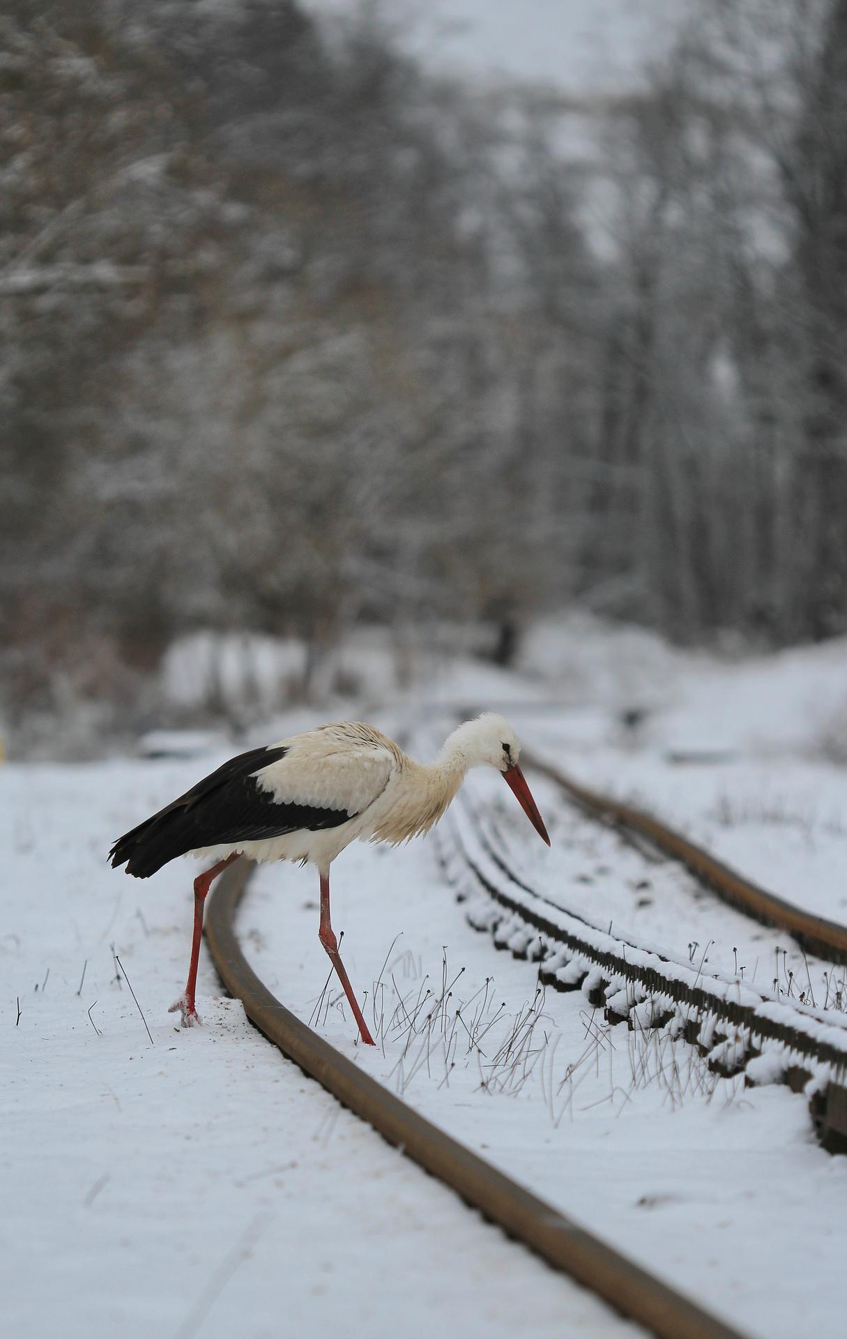 Bocian biely zachytený v sedle Zbojská 