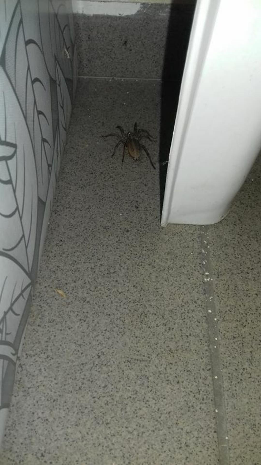 Samica strehúňa južného - Hogna radiata.