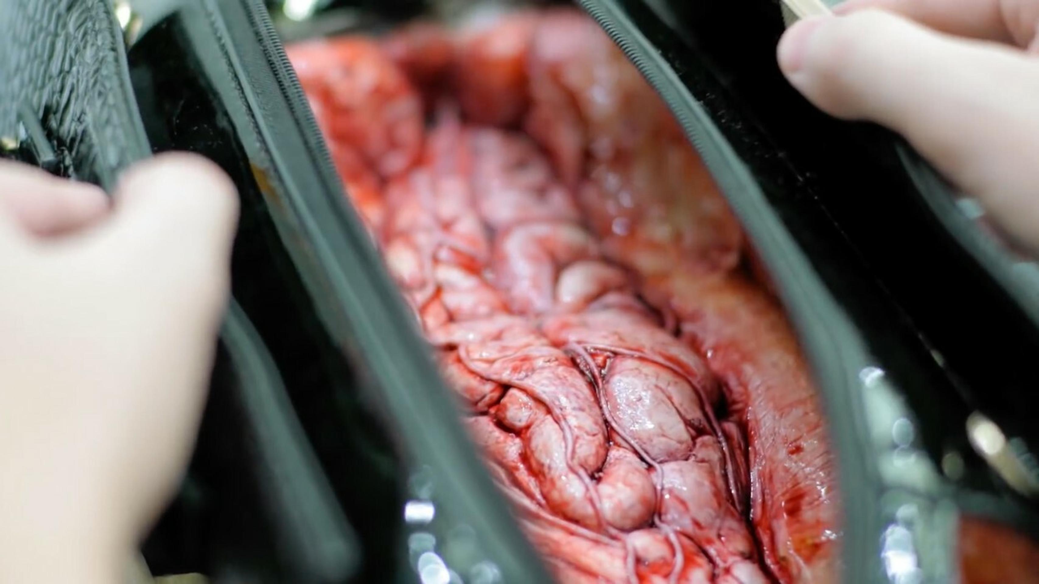 Kontroverzný projekt na ochranu práv zvierat.