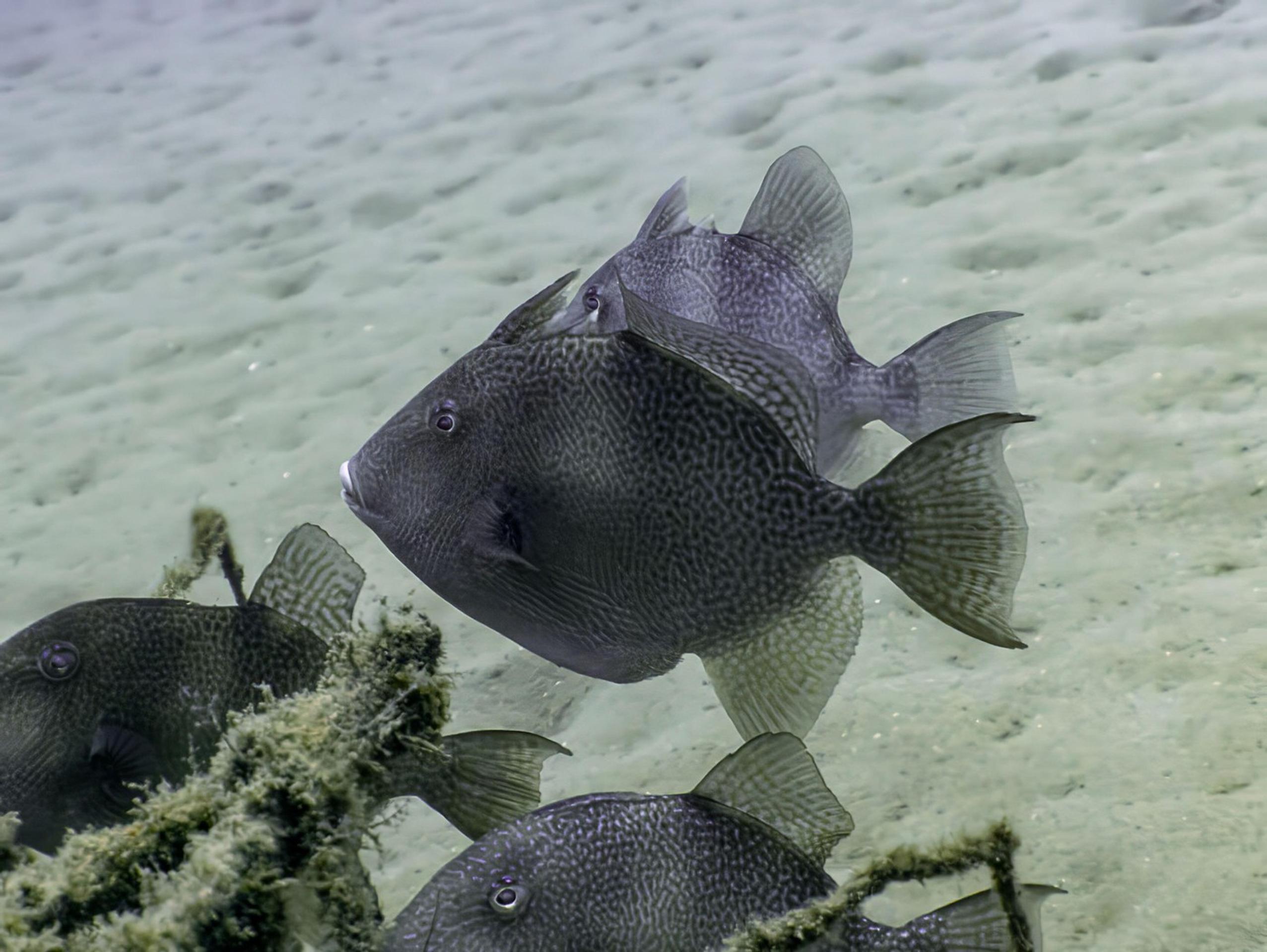 ostňovec sivý (Balistes capriscus)