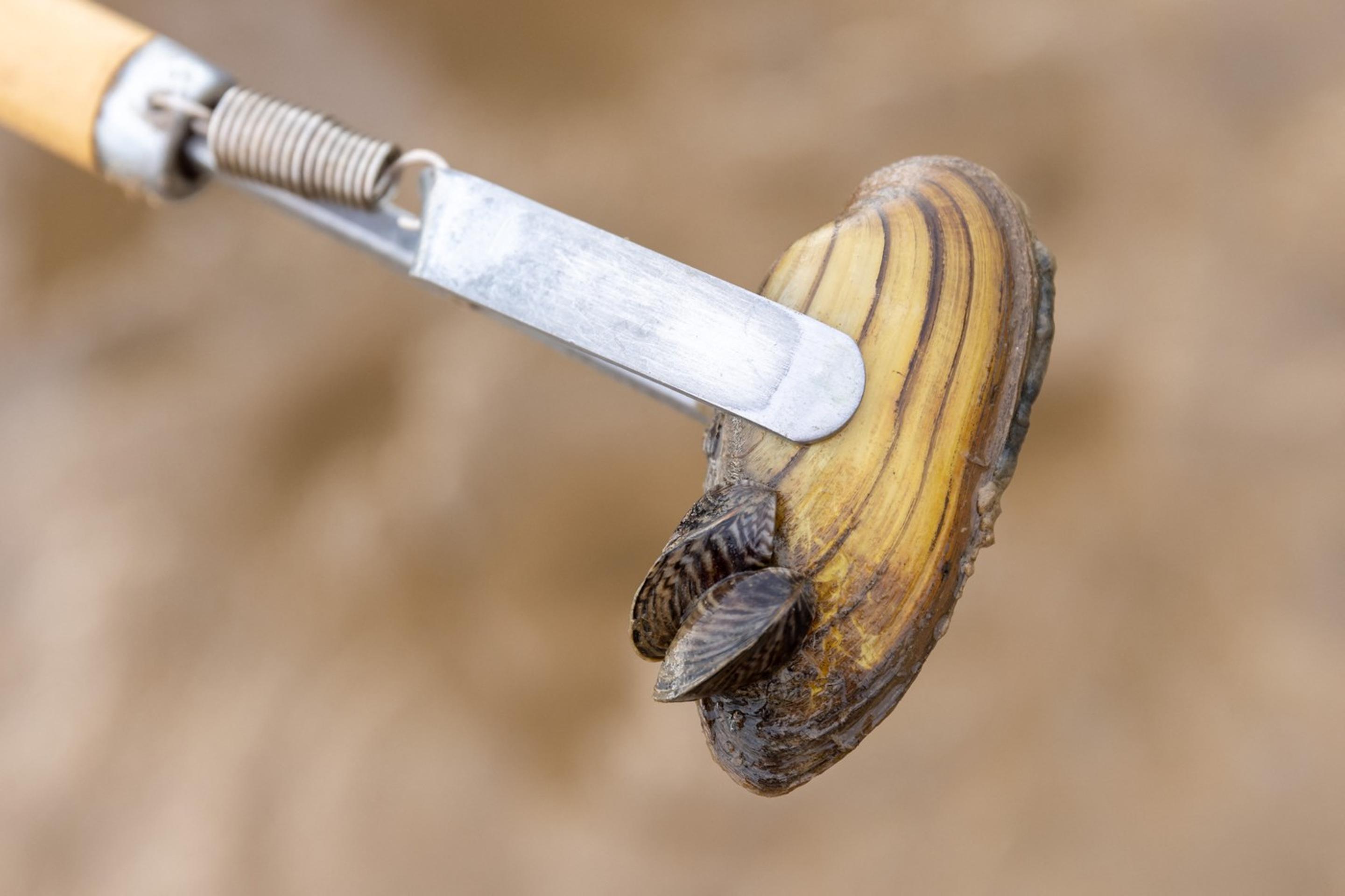 kopýtko hrboľaté - Dreissena bugensis