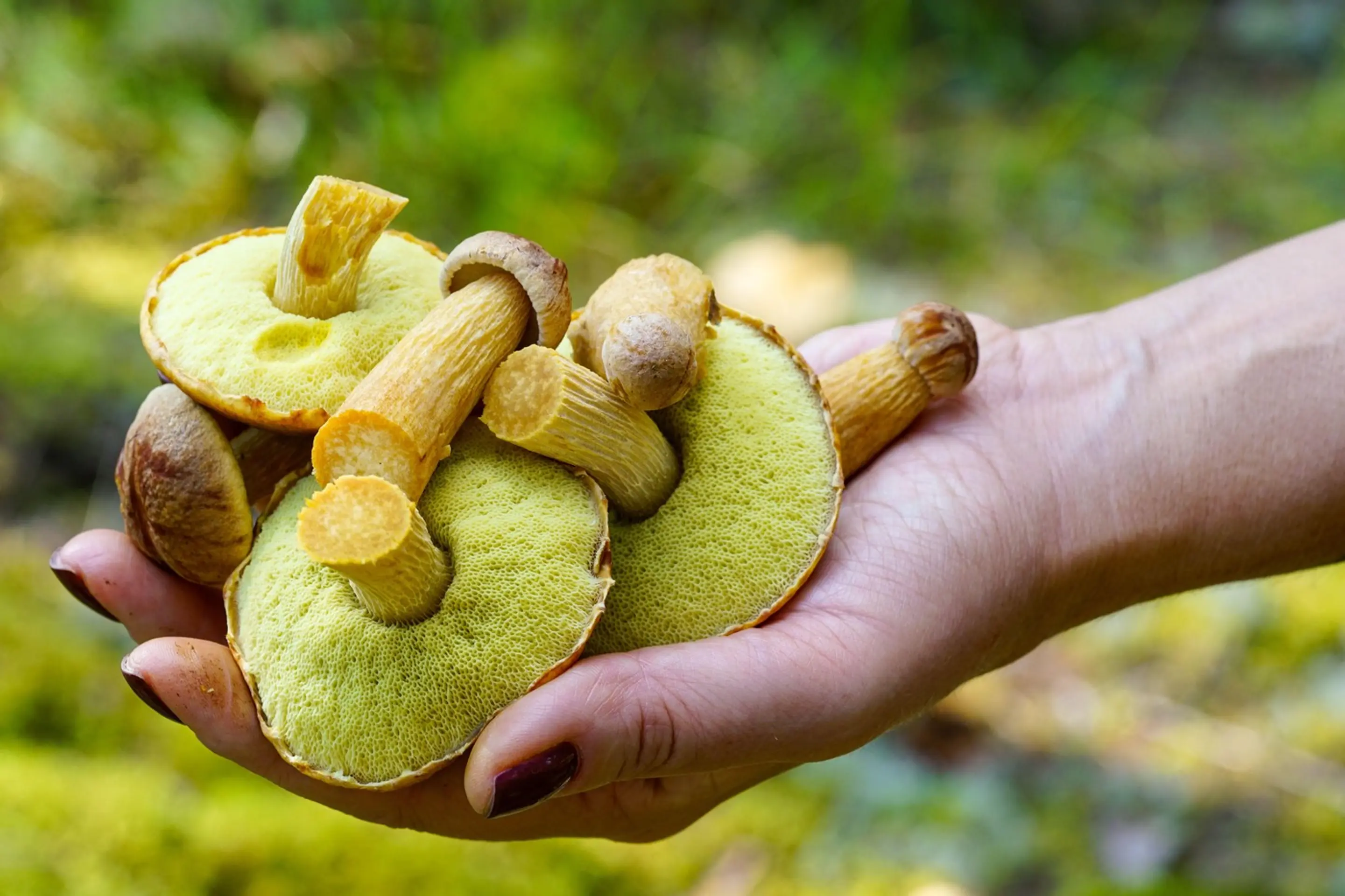 Americký zlatohríb (lat, Aureoboletus projectellus)