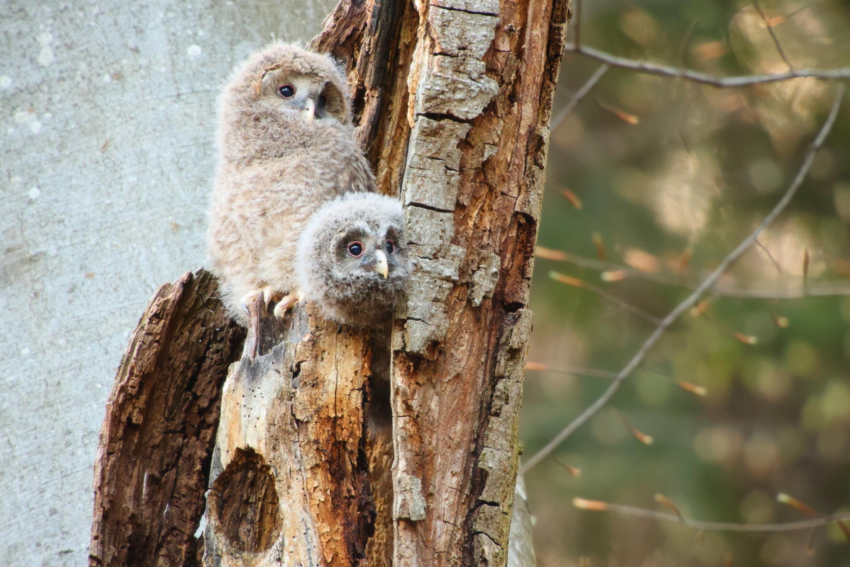 Mláďatá sovy dlhochvostej