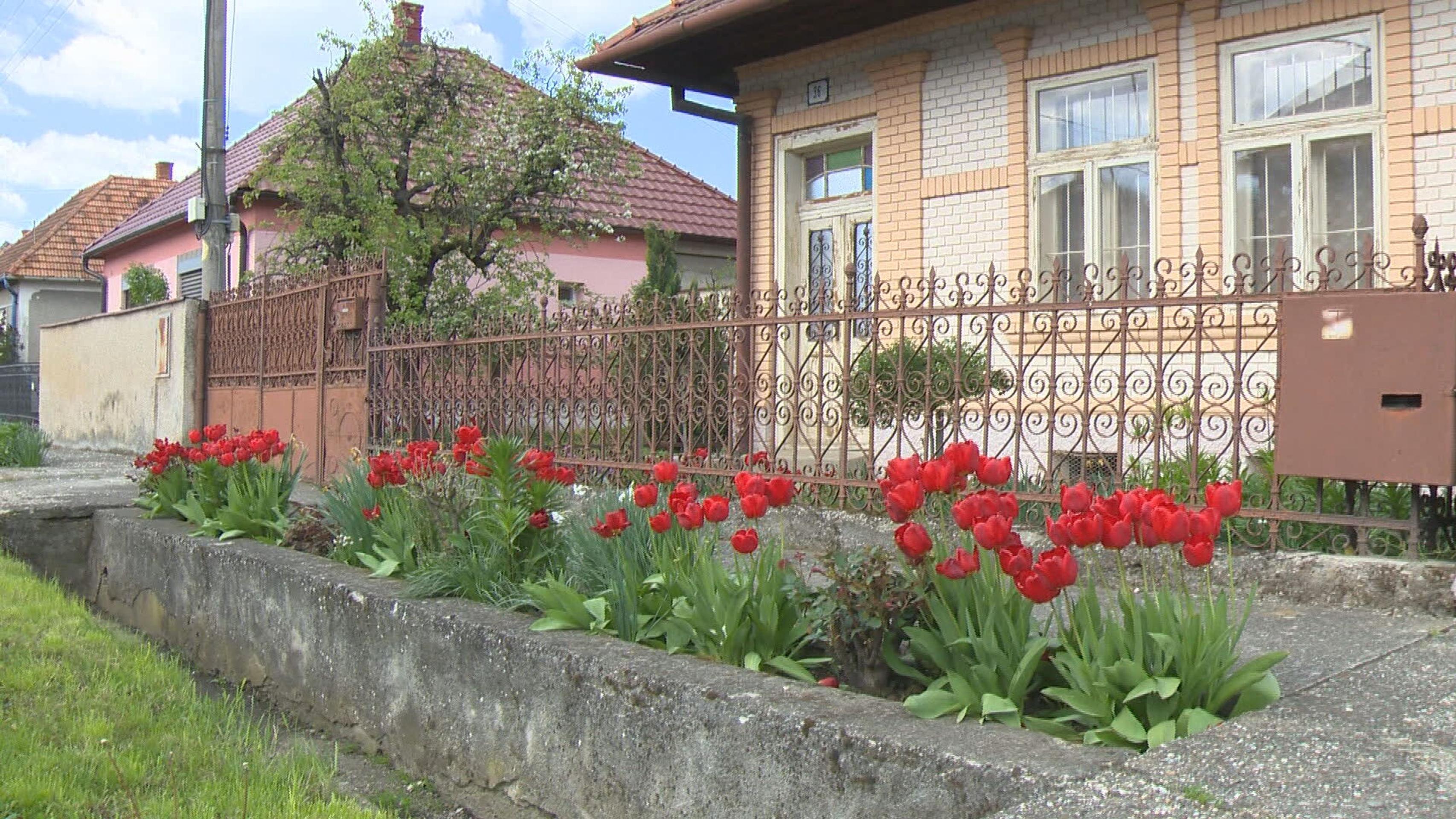 Tulipány v dedine Podlužany.