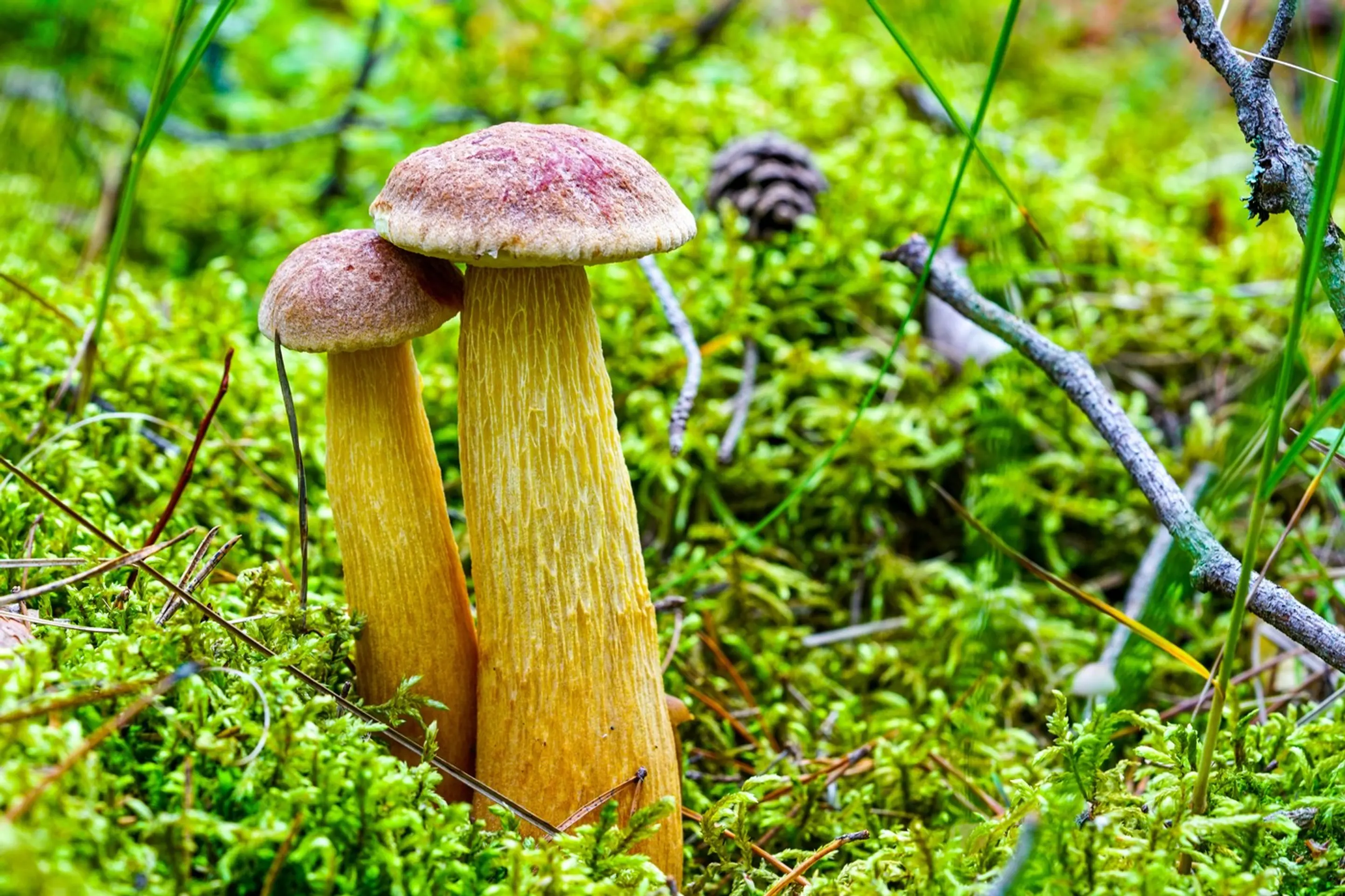 Americký zlatohríb (lat, Aureoboletus projectellus)