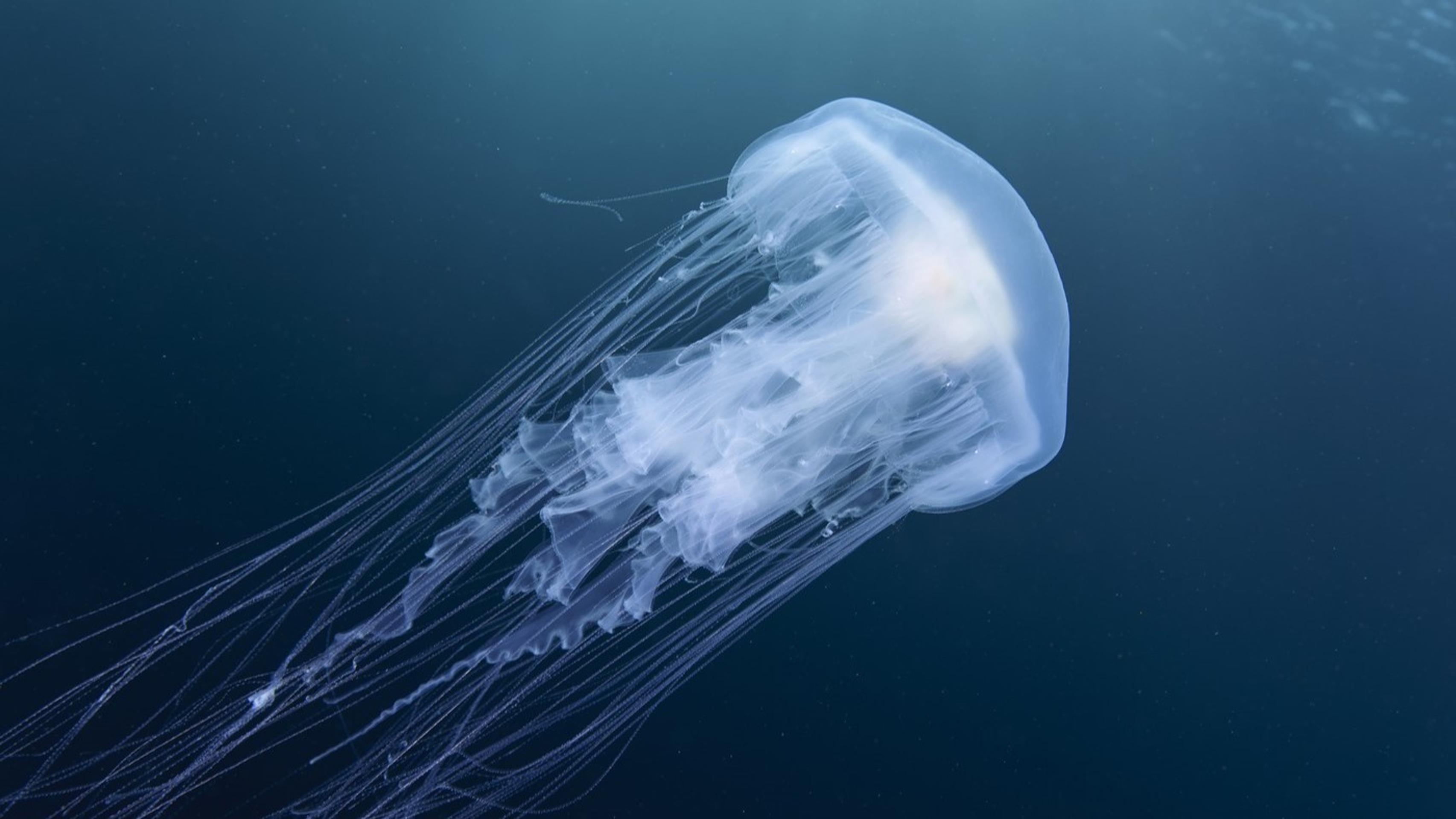 Medúza, ktorá vyzerá ako vajíčko