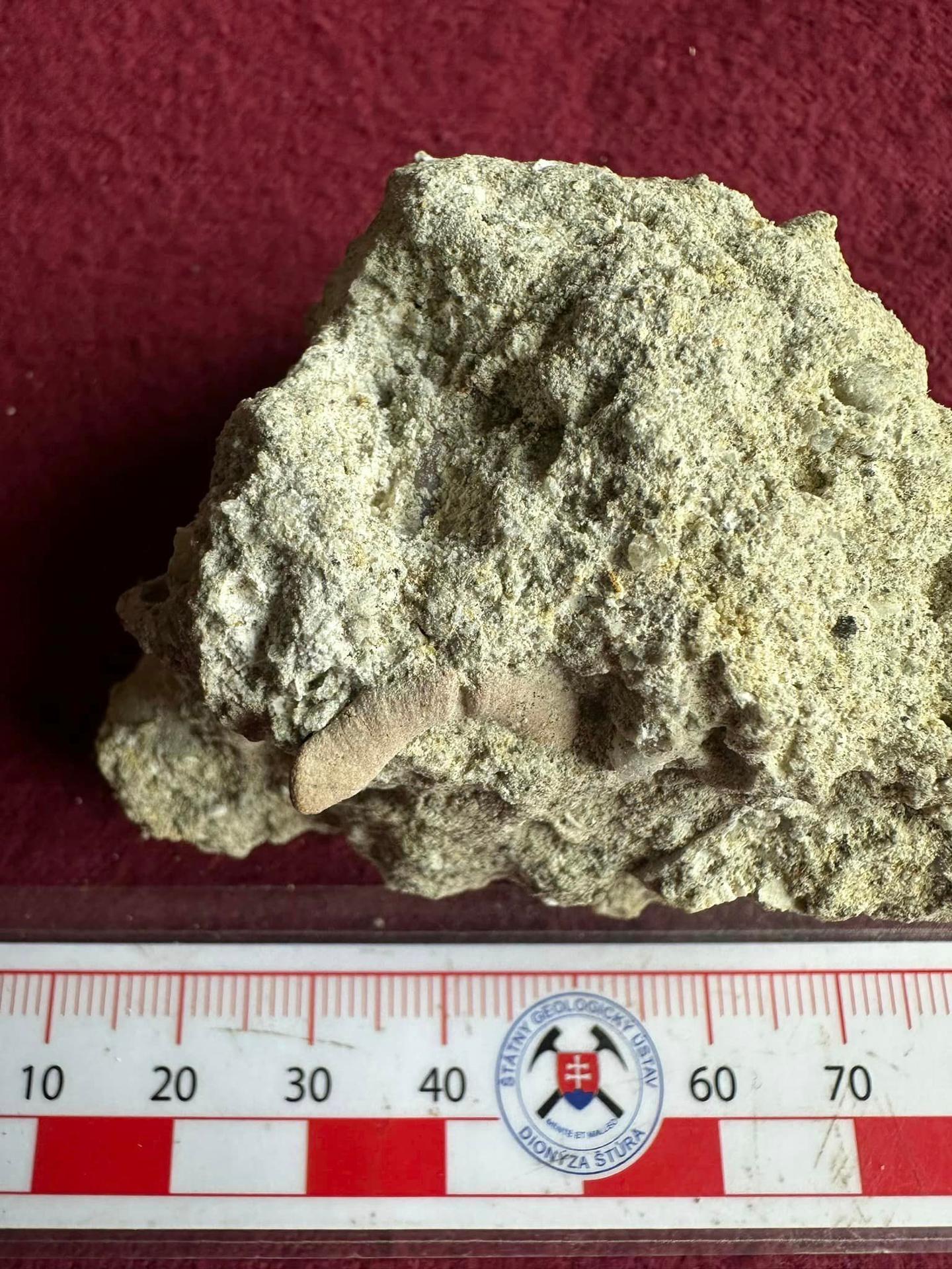 Jakub našiel zub žraloka starý takmer 14 miliónov rokov.