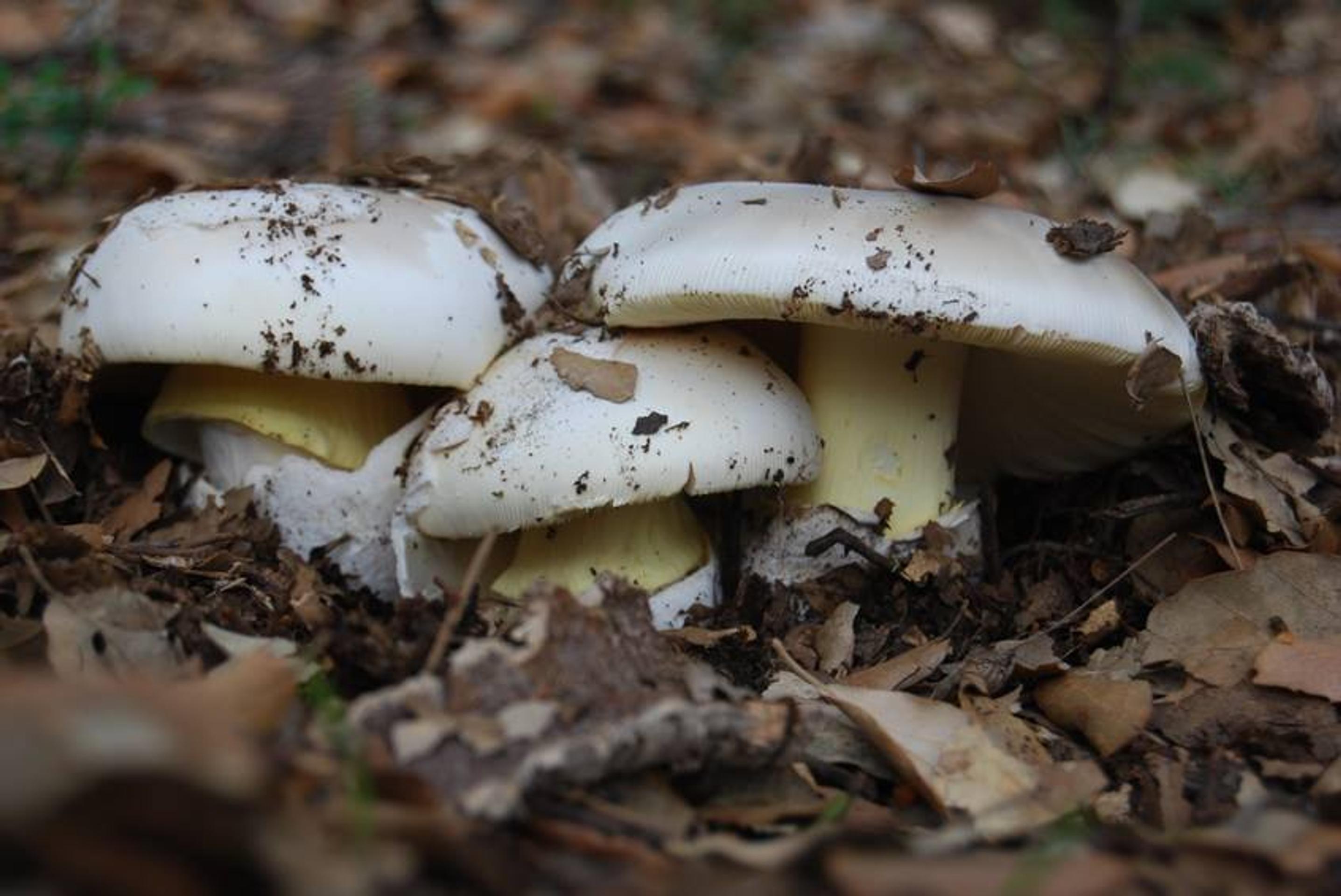 Amanita caesarea f. alba