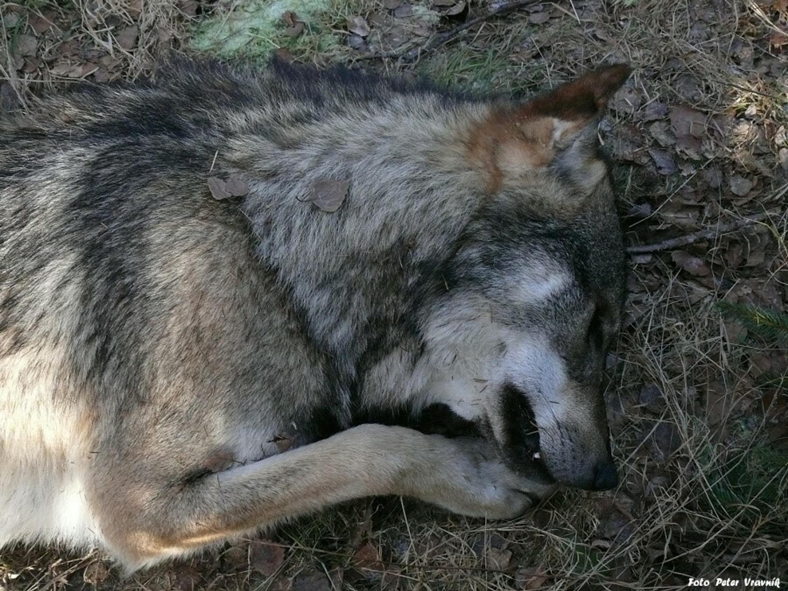 Zastrelený vlk dravý v Tatrách.
