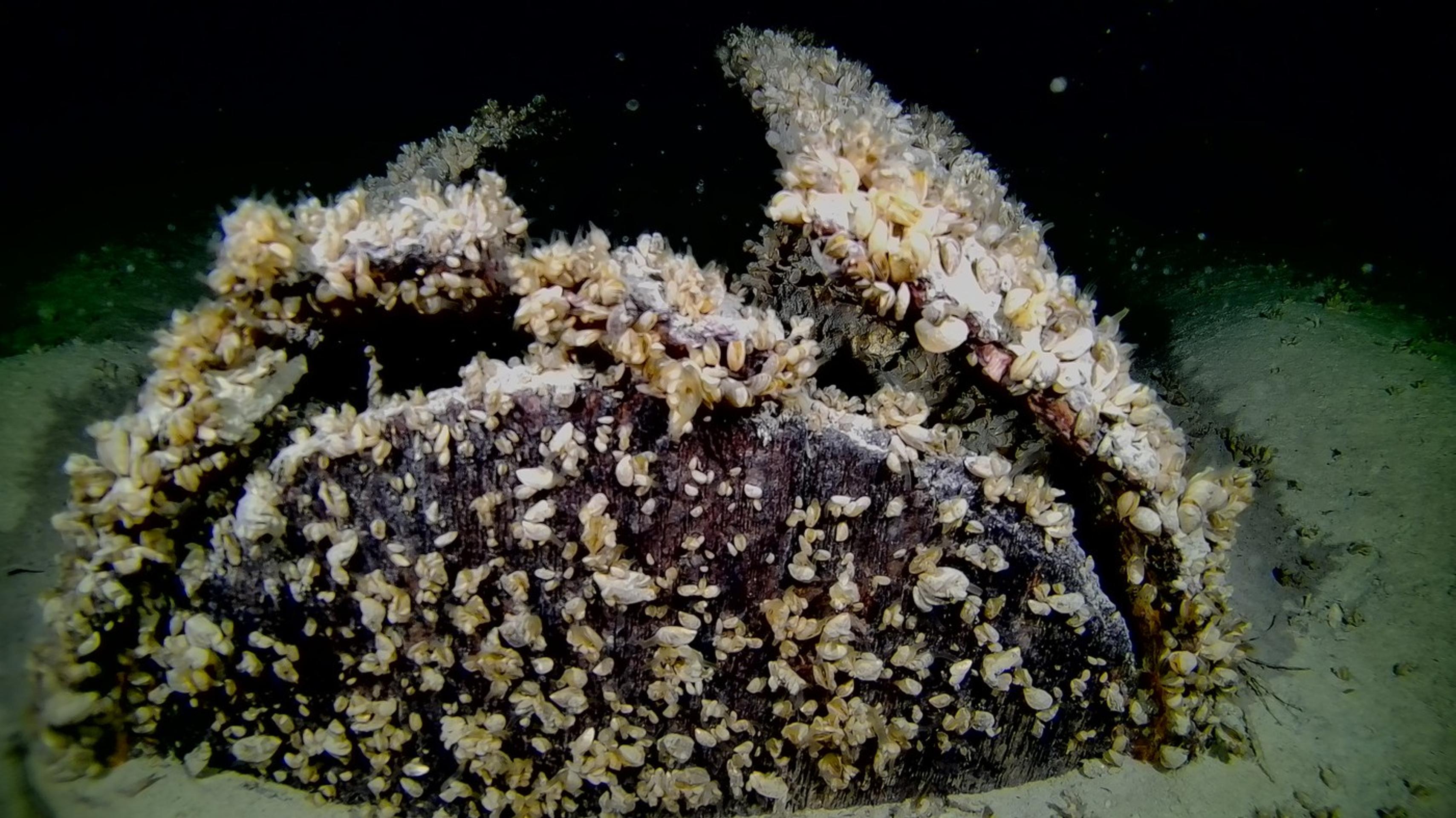 kolónia kopýtok hrboľatých - Dreissena bugensis