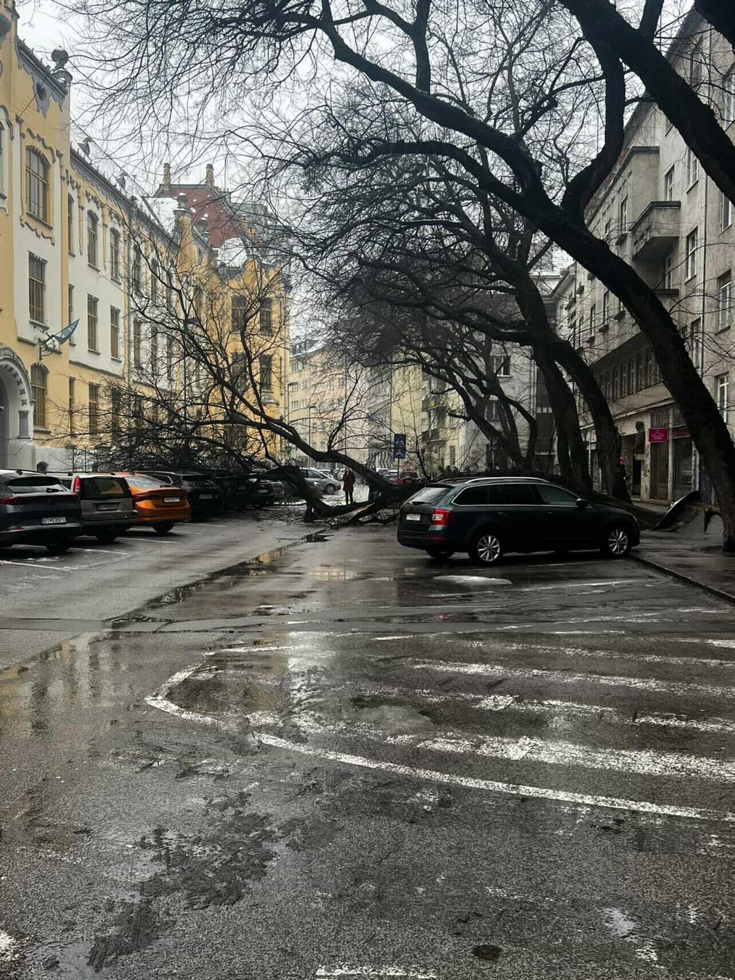 Na Grosslingovej ulici sa zrútil mohutný strom