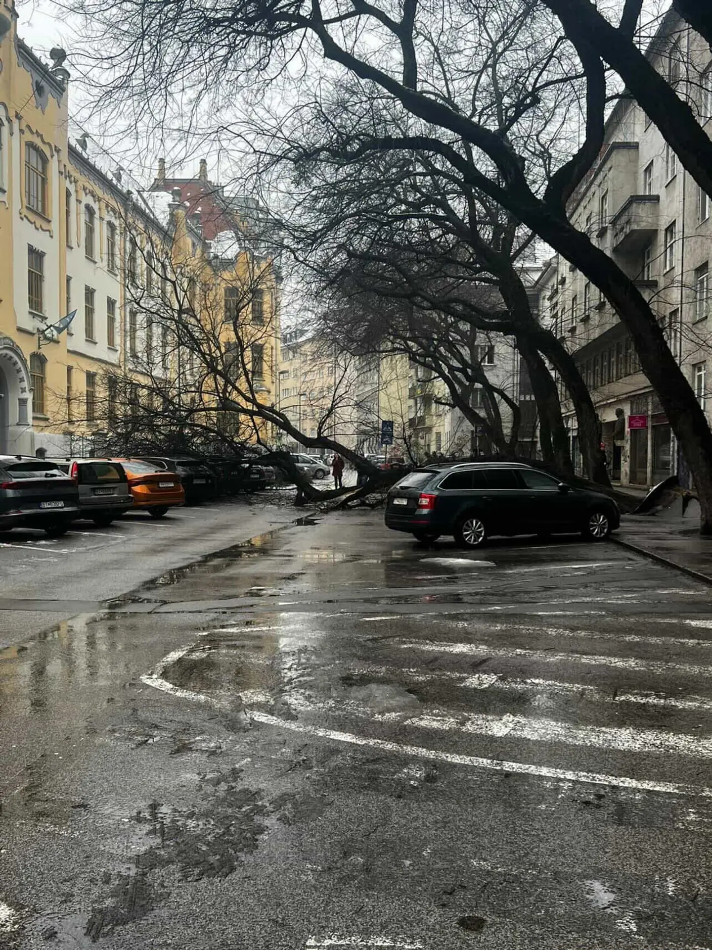 Na Grosslingovej ulici sa zrútil mohutný strom