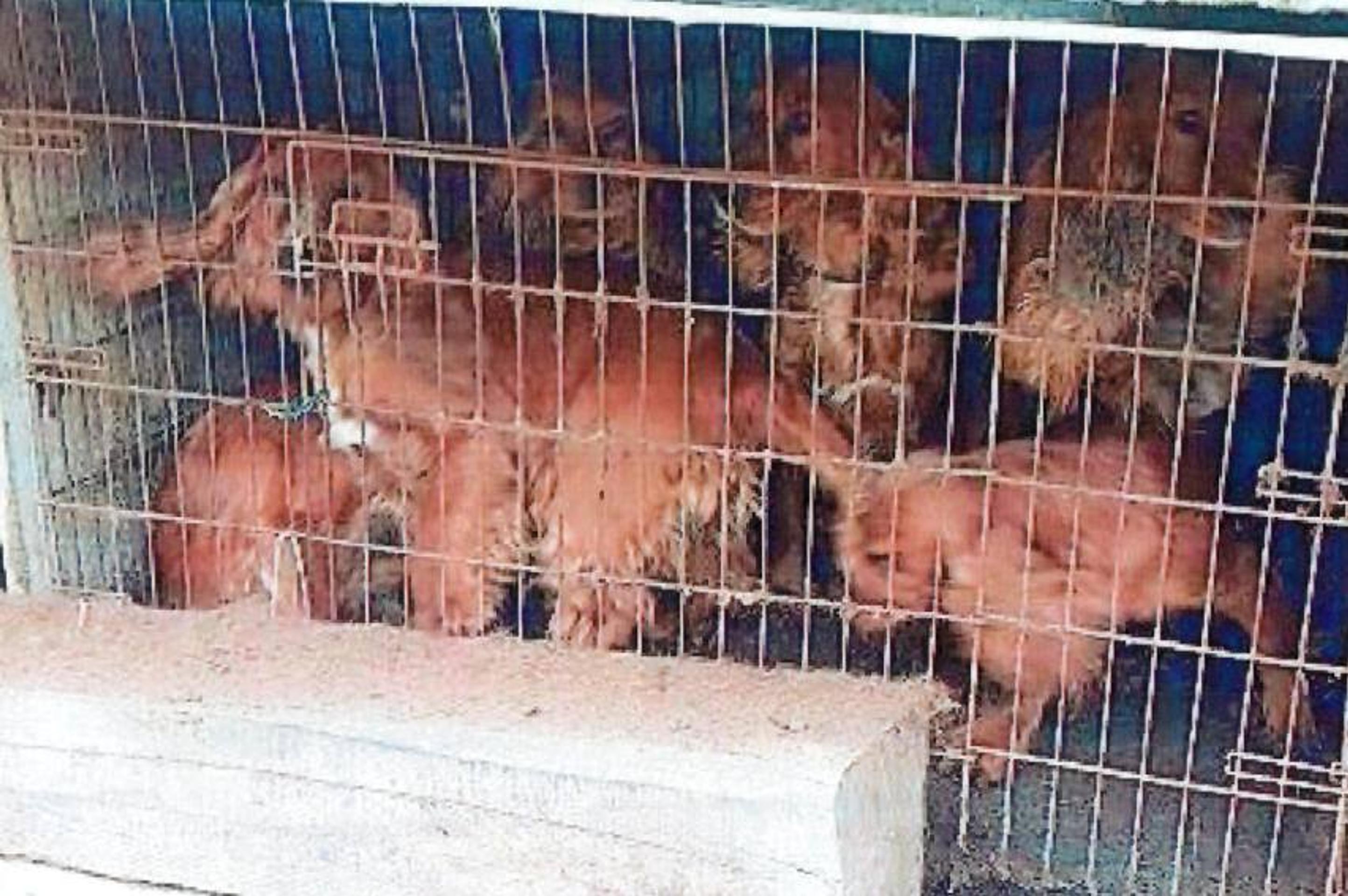 Týrané psy z Chynorian.