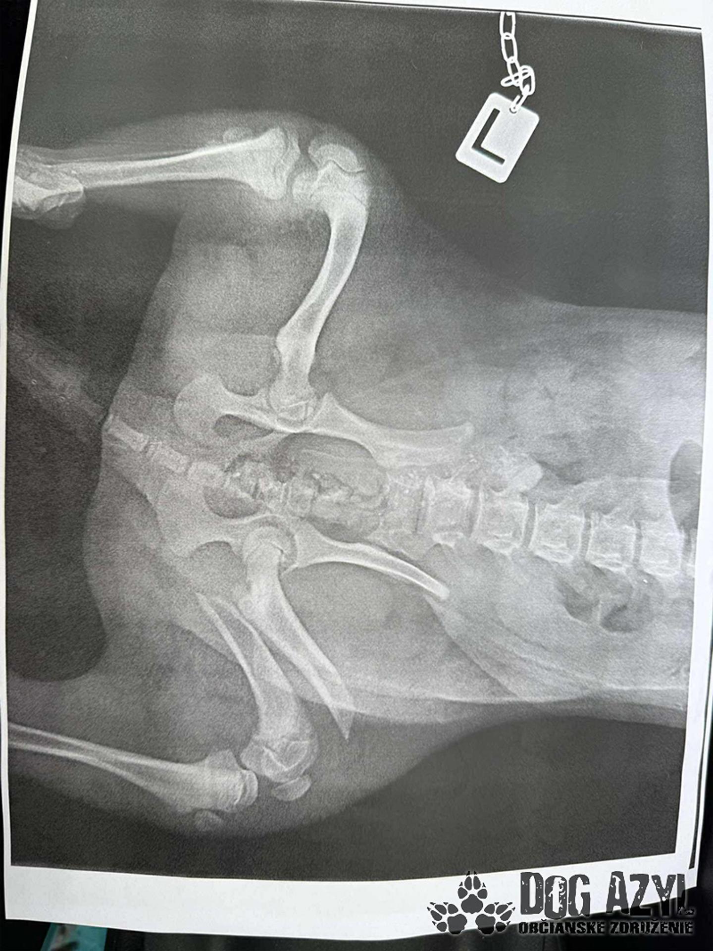 Týraný pes z Dunajskej Stredy