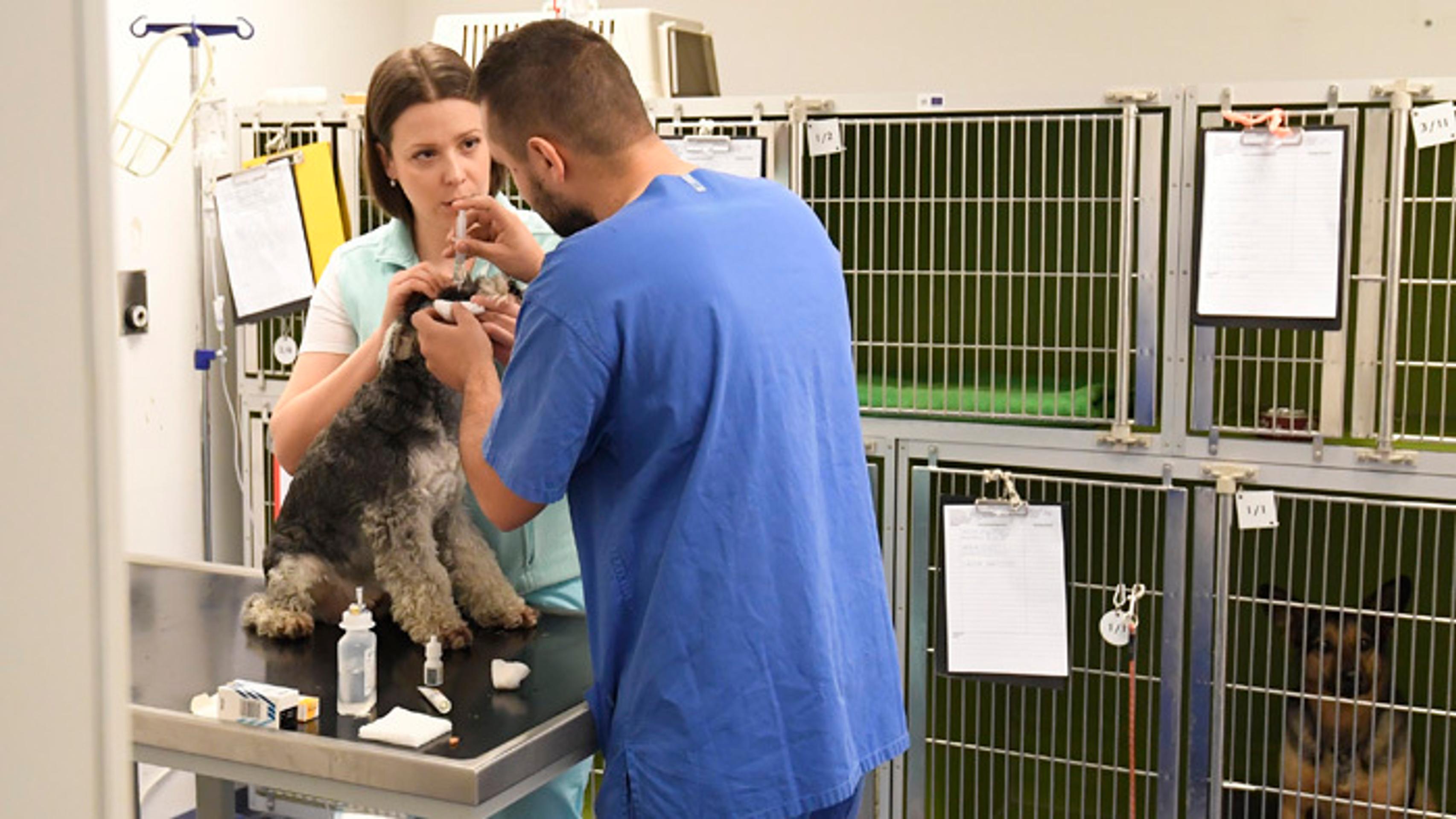 Pásavec, s ktorým sa v Ázii kupčí.