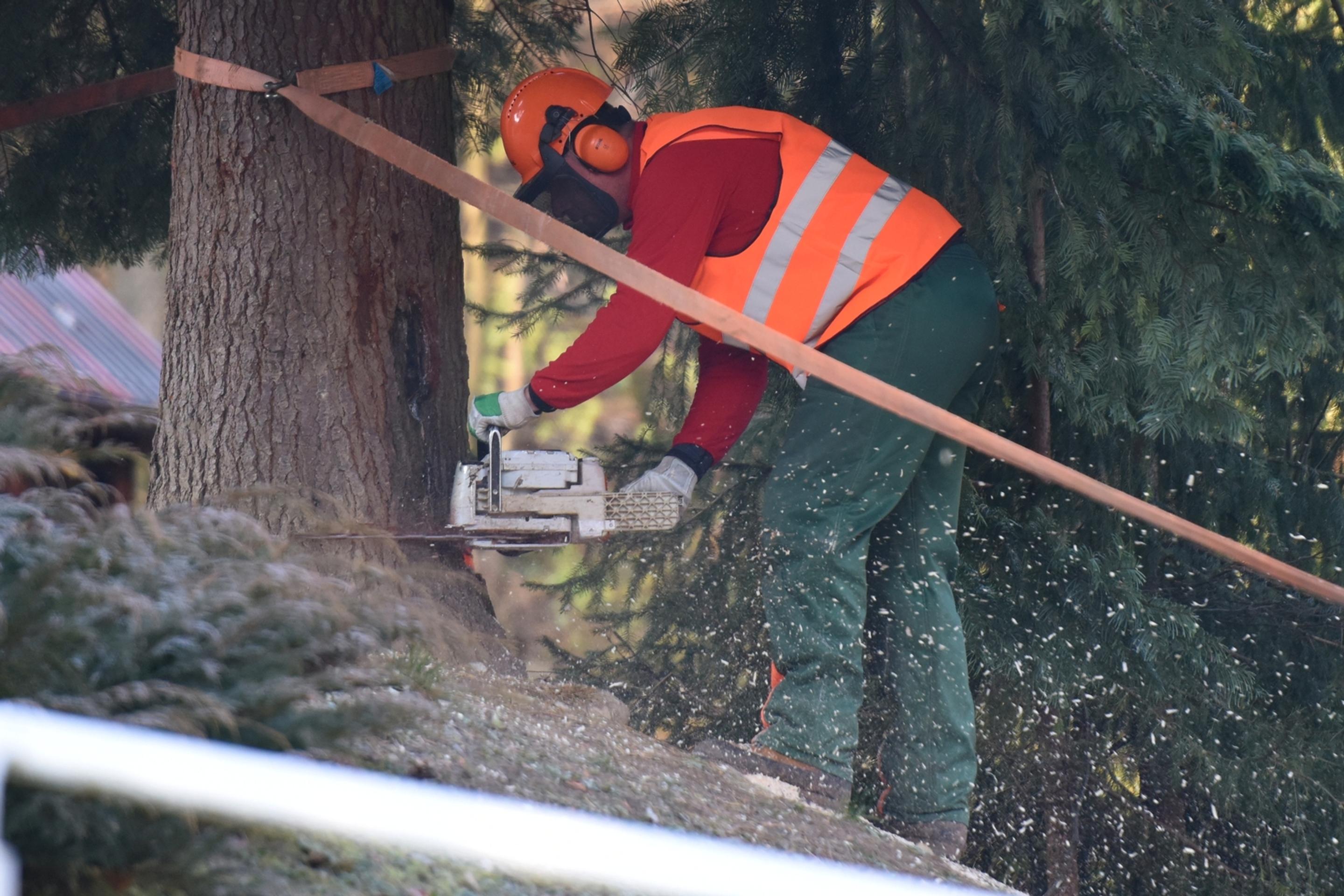 Na snímke stínanie a príprava vianočného stromčeka z Horných Orešian na presun do Bruselu