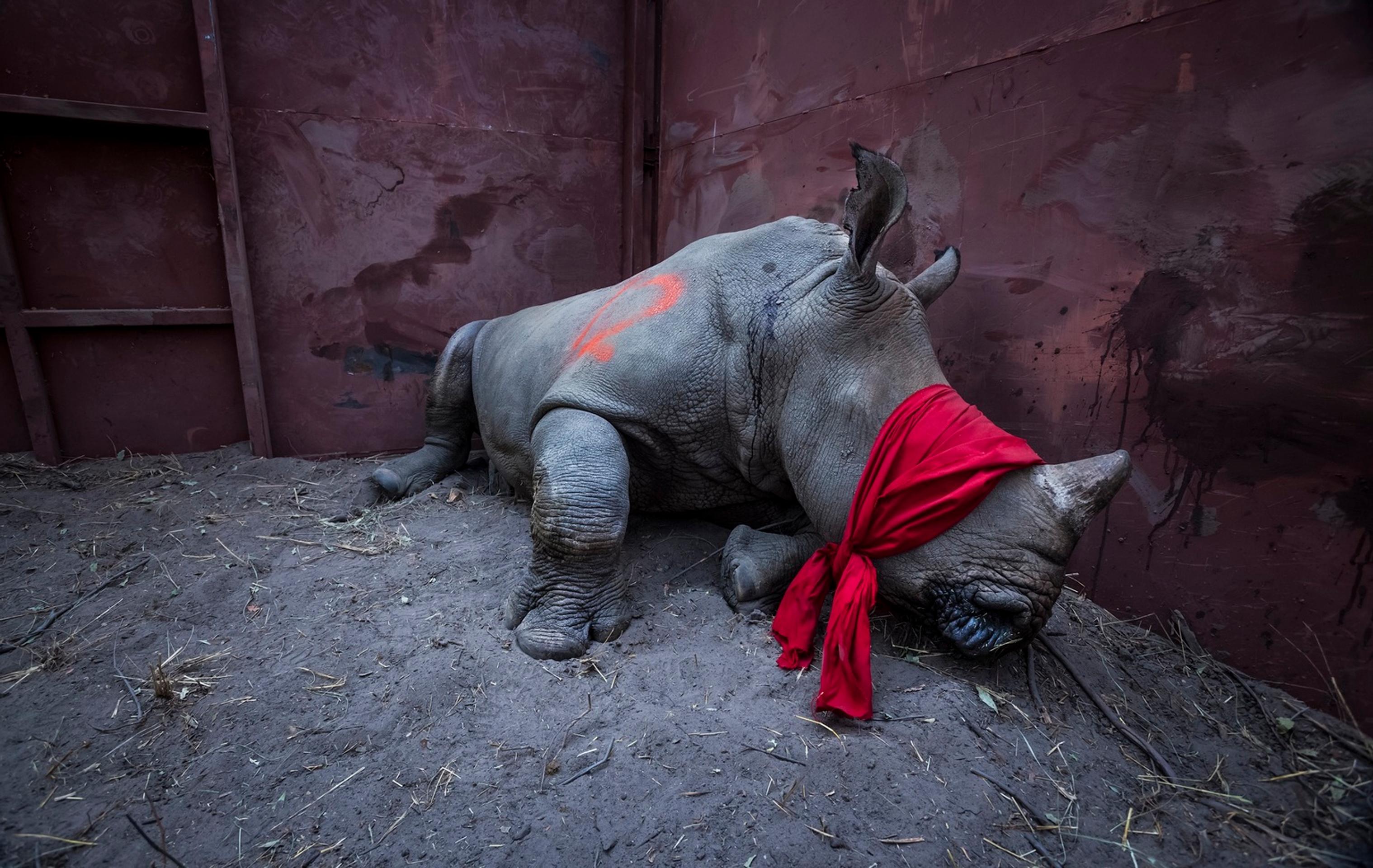 World Press Photo 2018