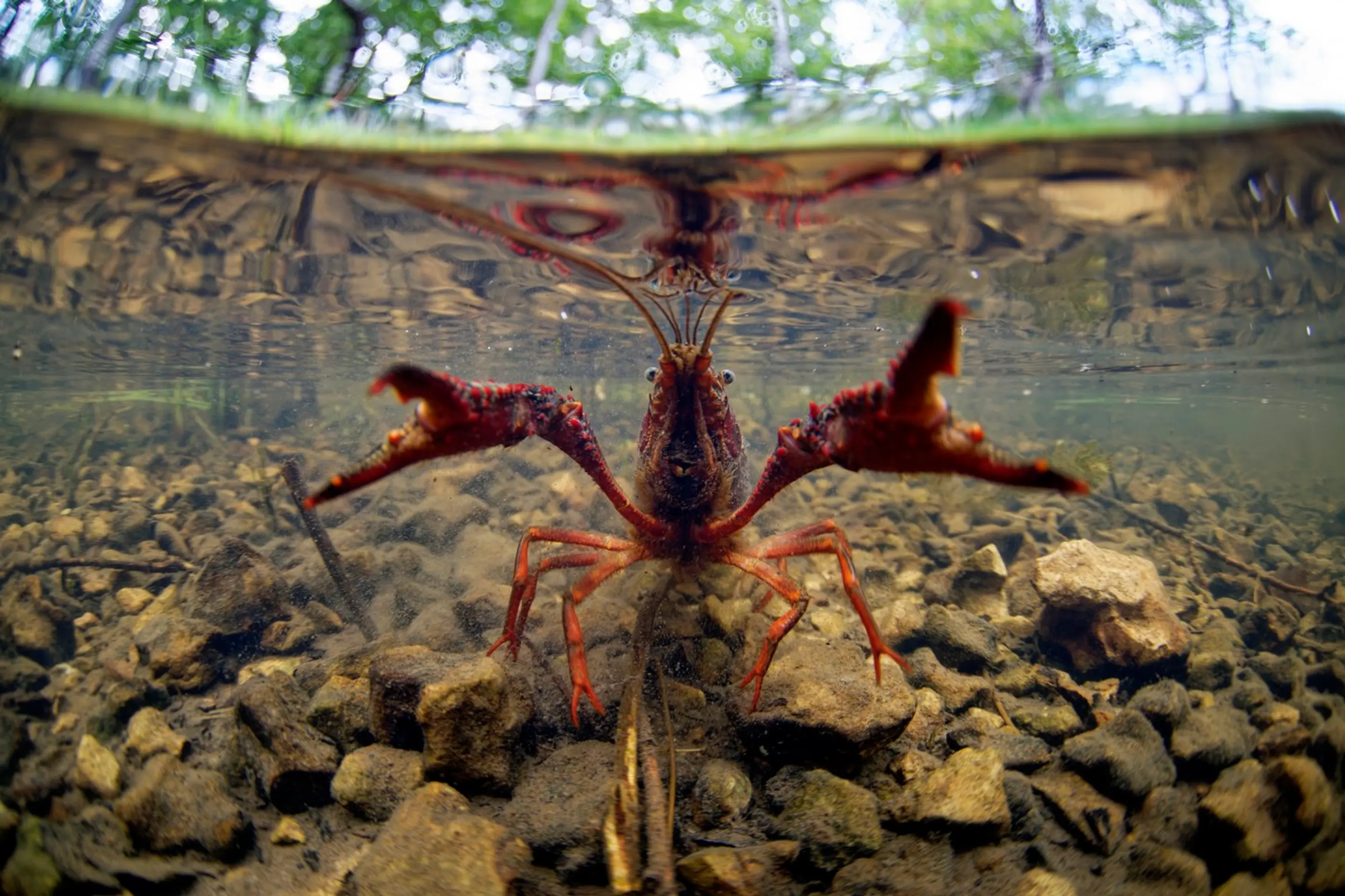 Rak červený (lat. Procambarus clarkii)