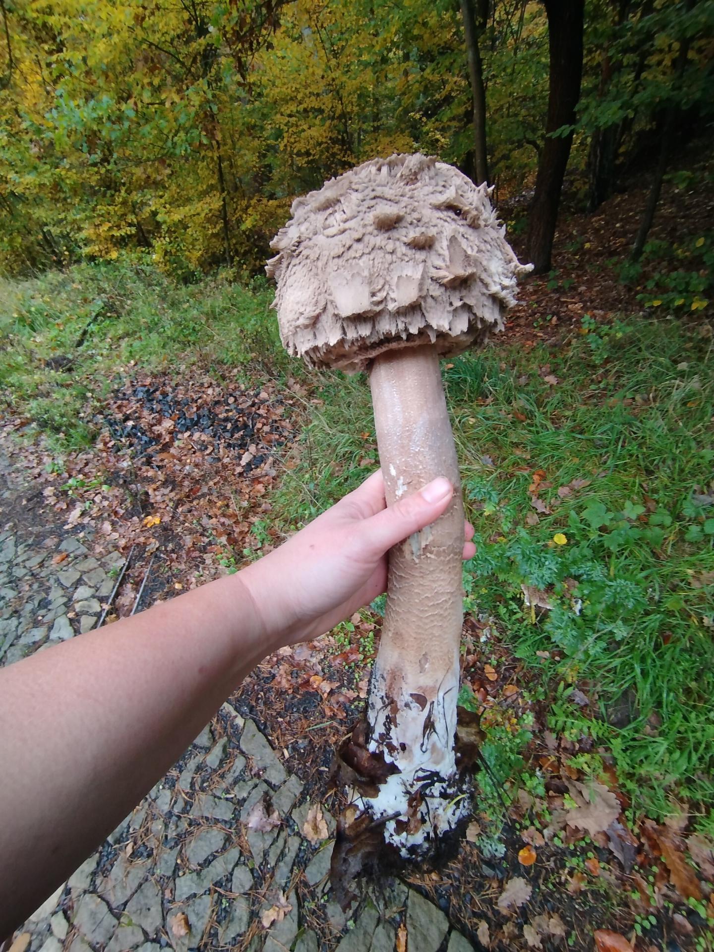 Hubárka našla obriu jedľu