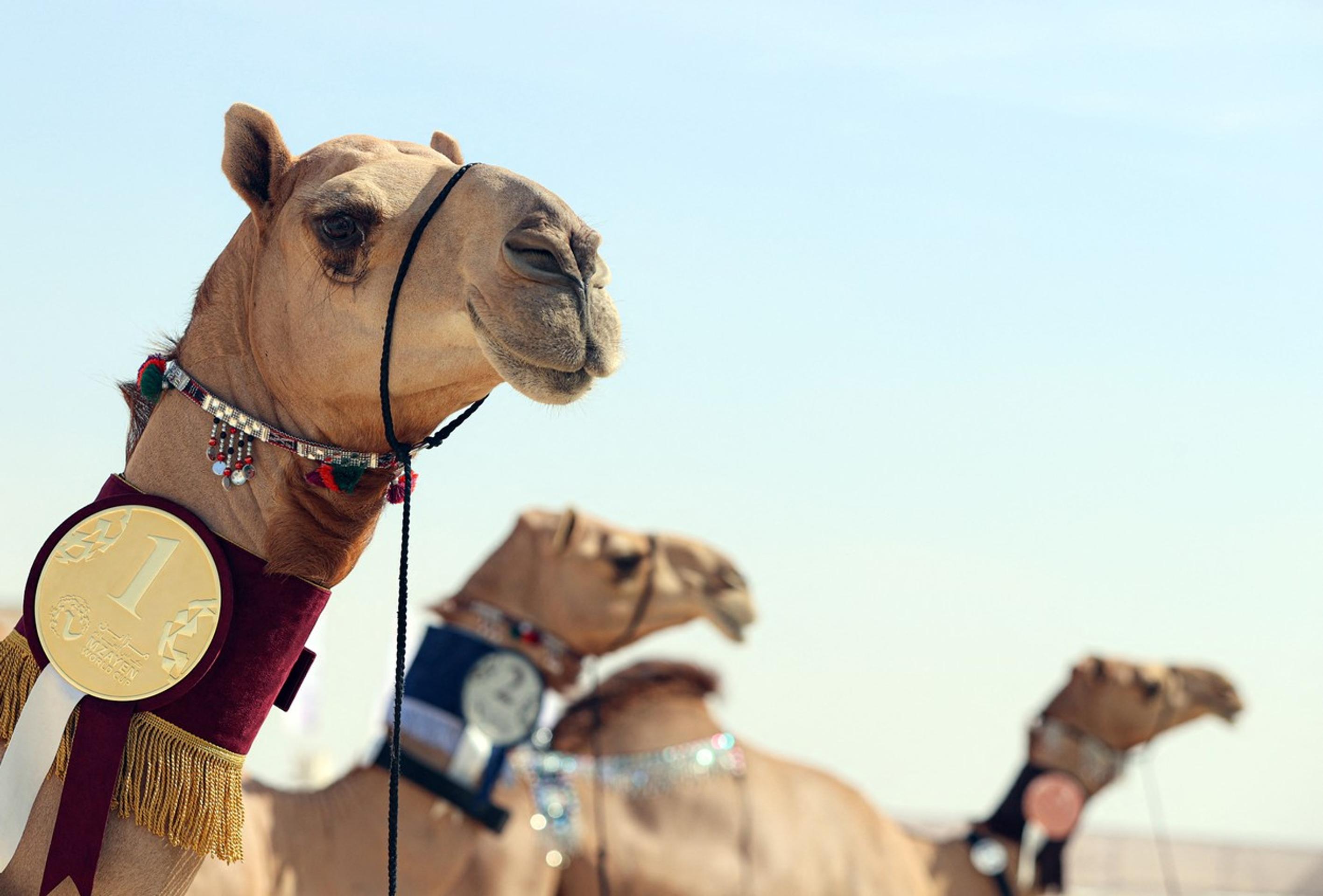 Víťazi súťaže o najkrajšiu ťavu v katarskom meste Al Šahanya.