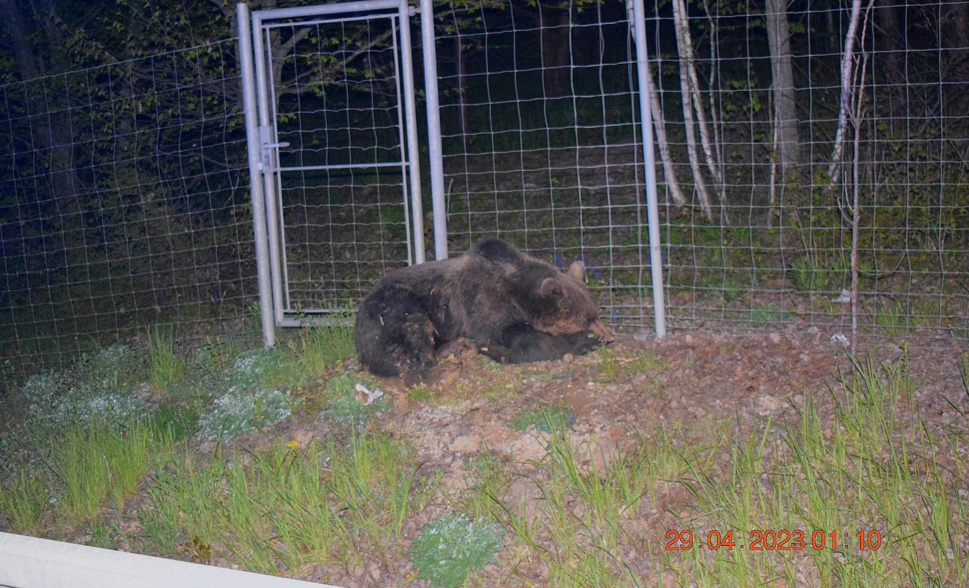 Pri Košiciach zrazilo auto medveďa.