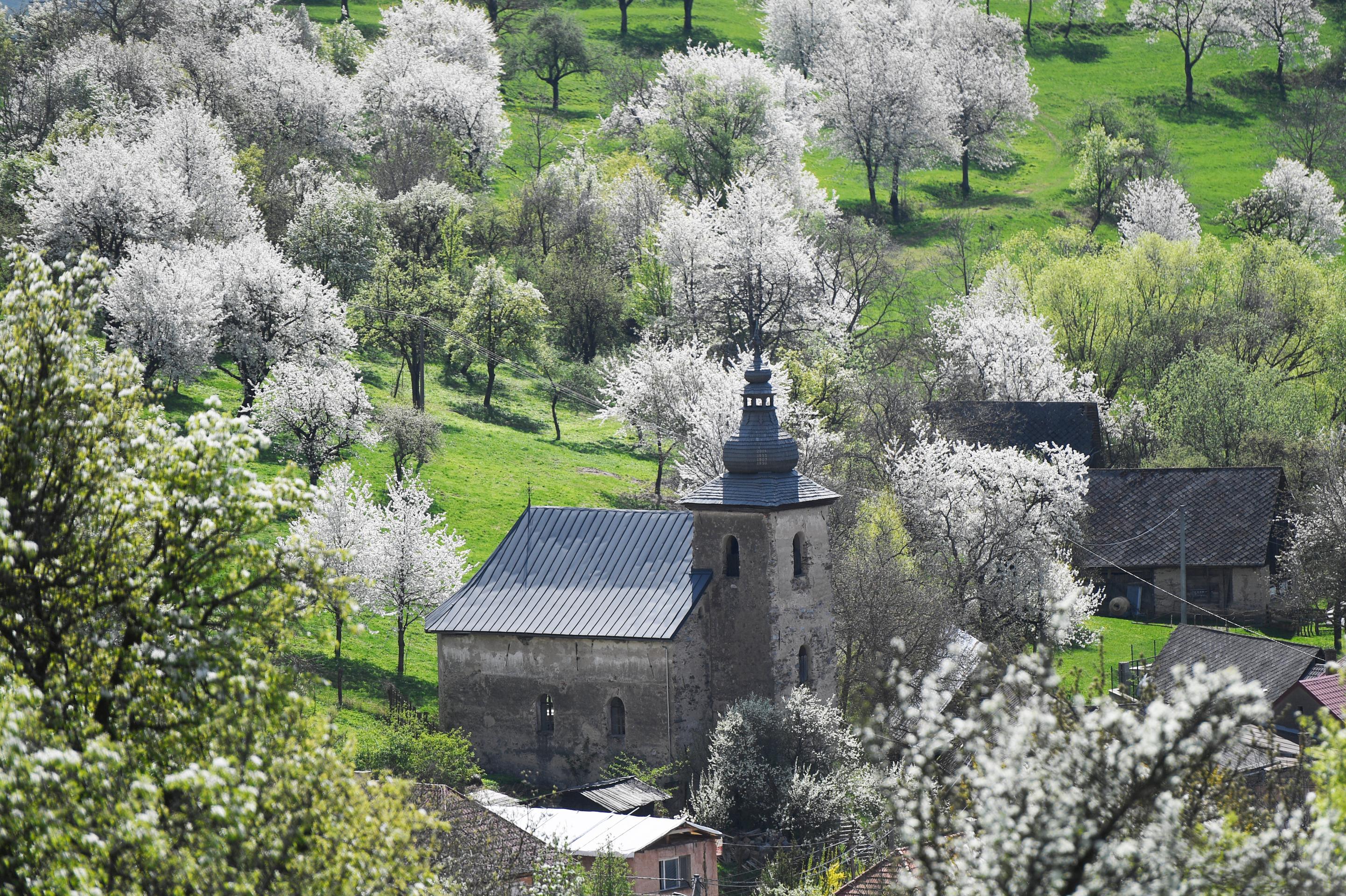 Čerešňové stromy v obci Brdárka