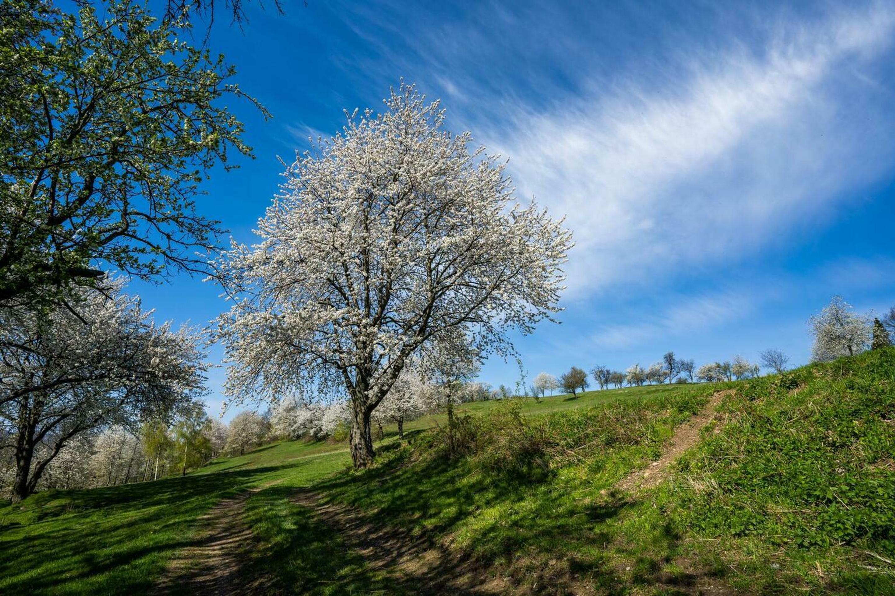 Brdárka na Gemeri opäť zakvitla tisíckami čerešní 