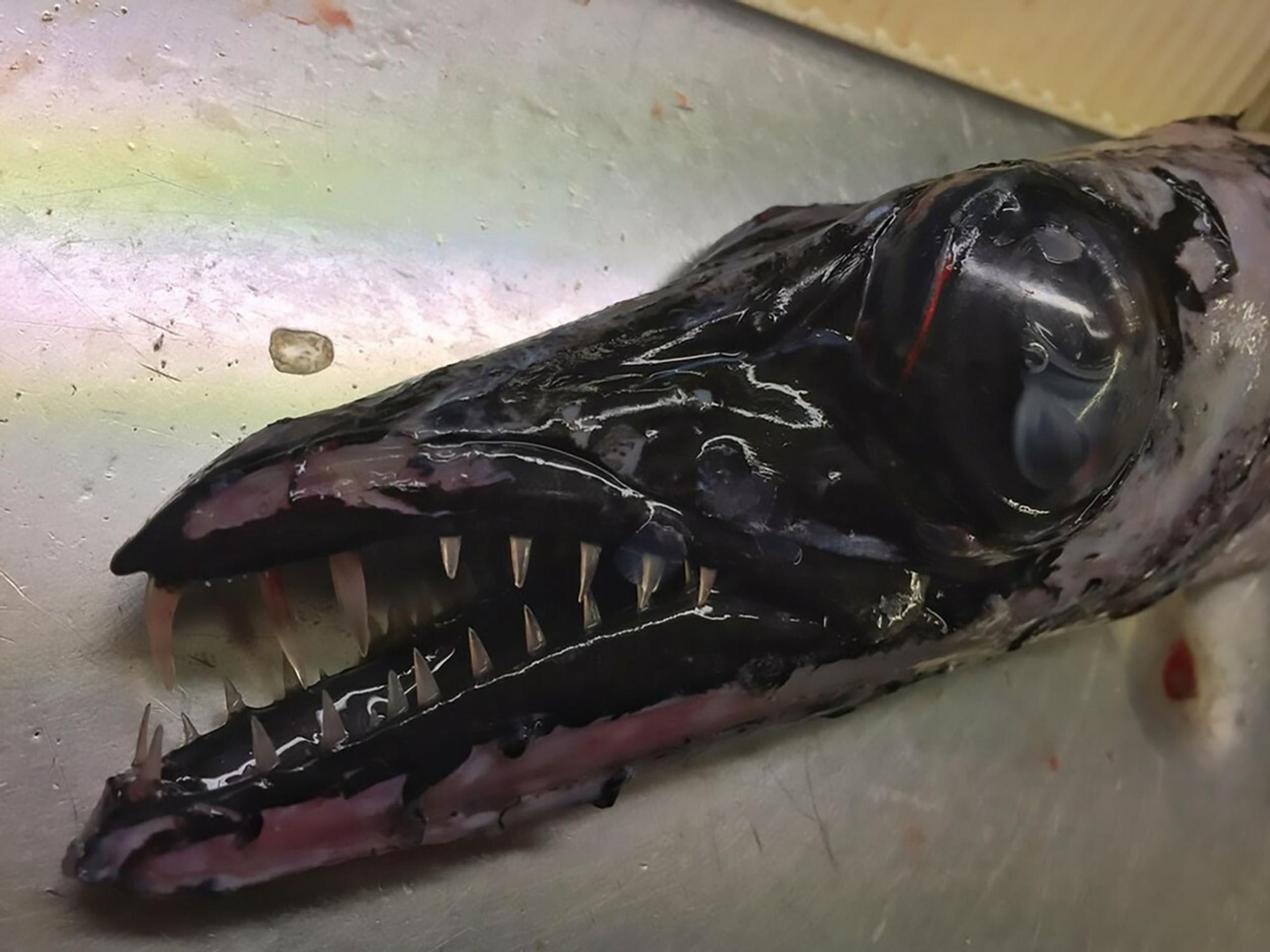 "Mám možno trochu redšie zuby, ale prekúsnu všetko"