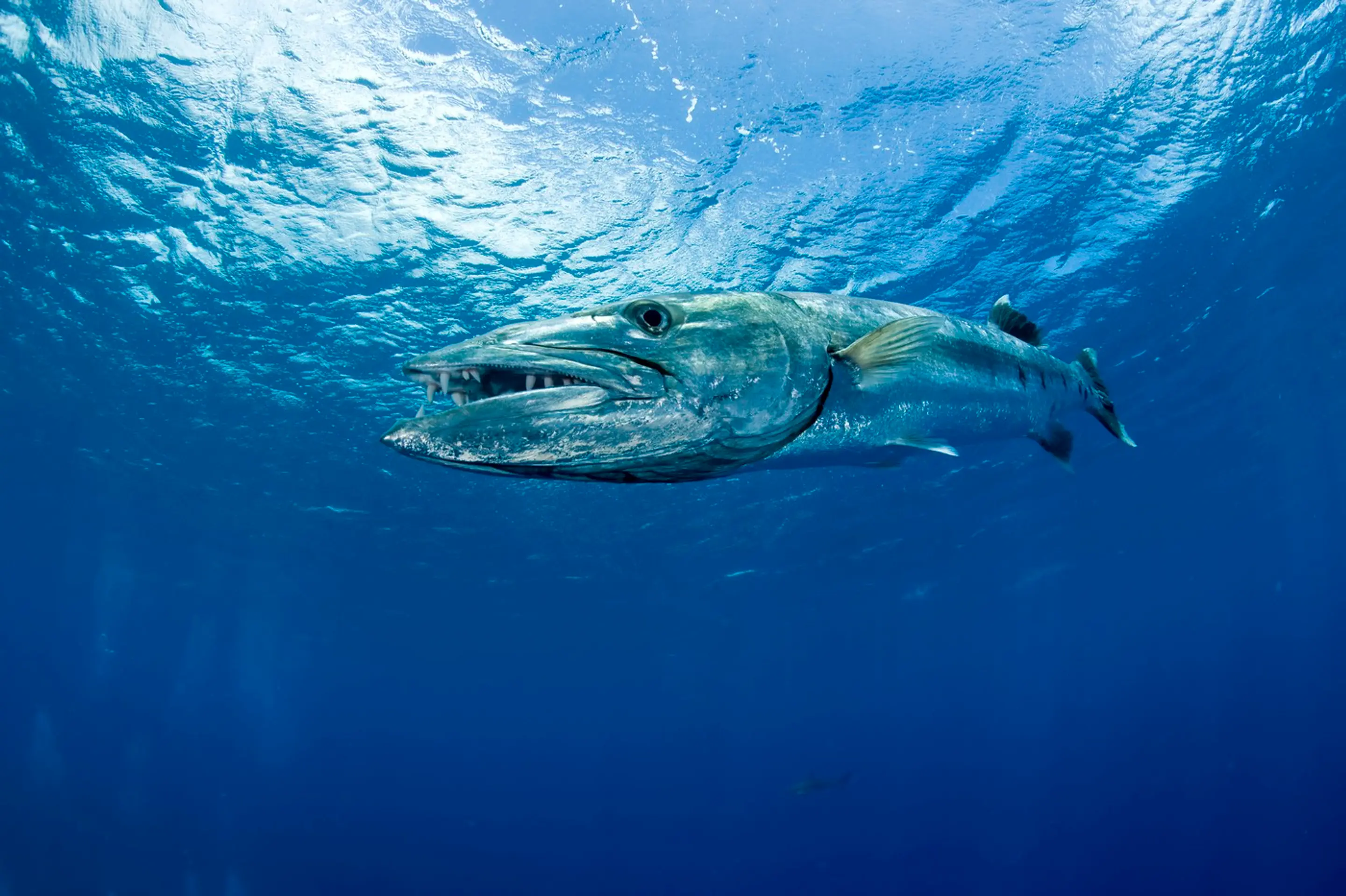 Barakuda veľká (Sphyraena barracuda)