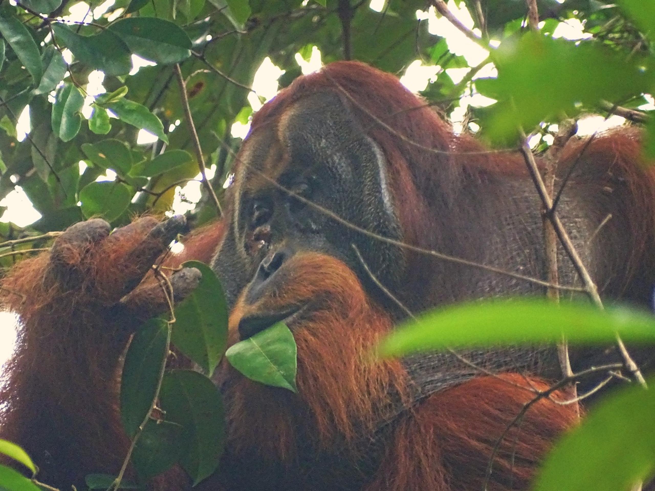 Orangutan Rakus si vyliečil ranu.