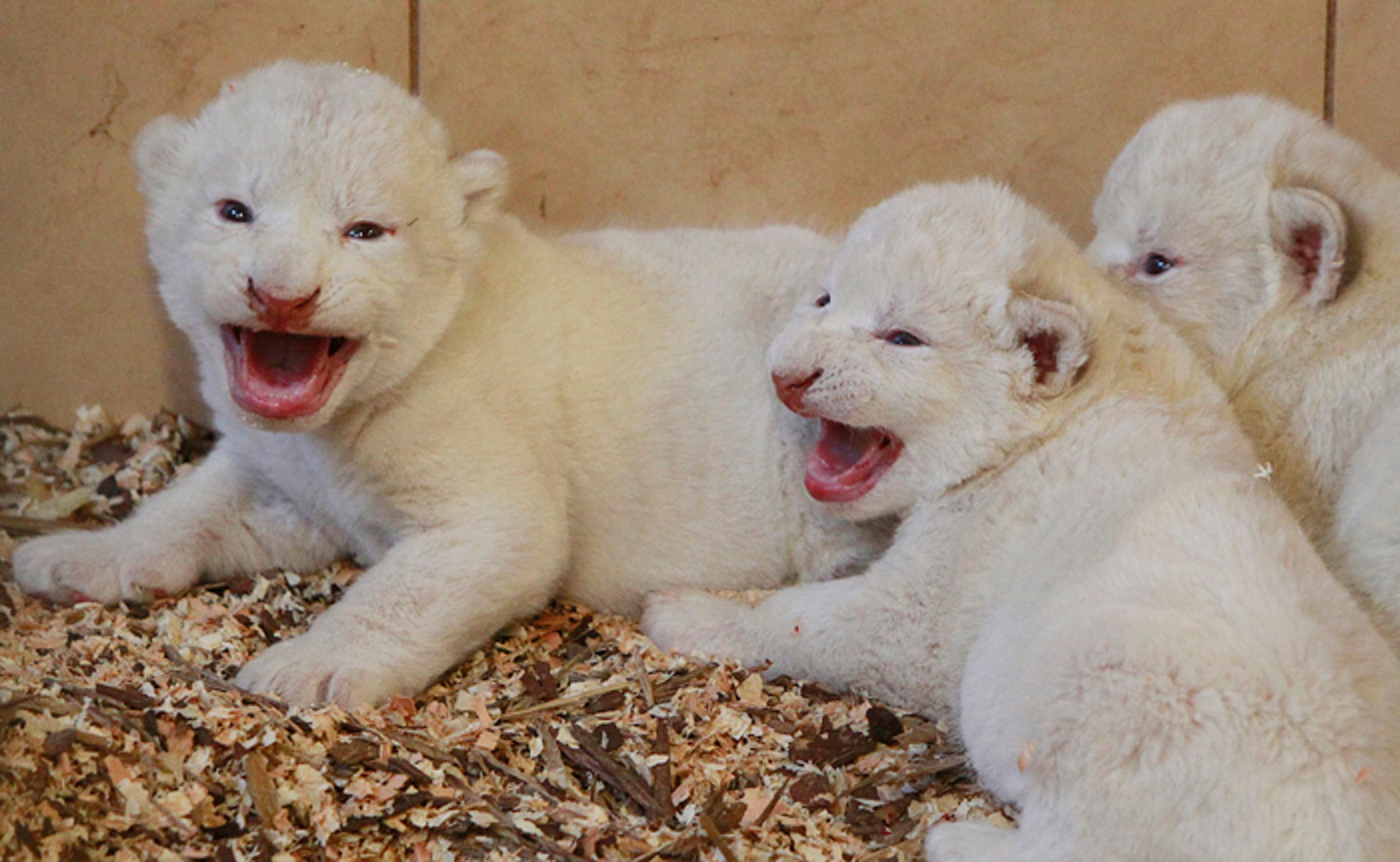 Tri zo štyroch vzácnych bielych levíčat, ktoré sa narodili 18. septembra päťročnej Azire v súkromnej zoo v poľskom Borysewe.