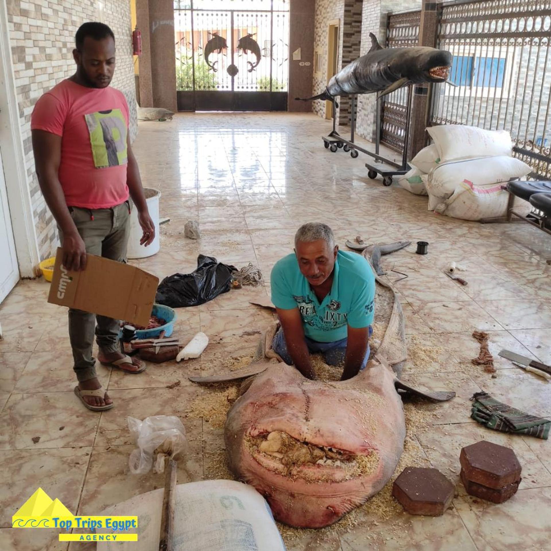 Mumifikácia žraloka, ktorý usmrtil človeka.