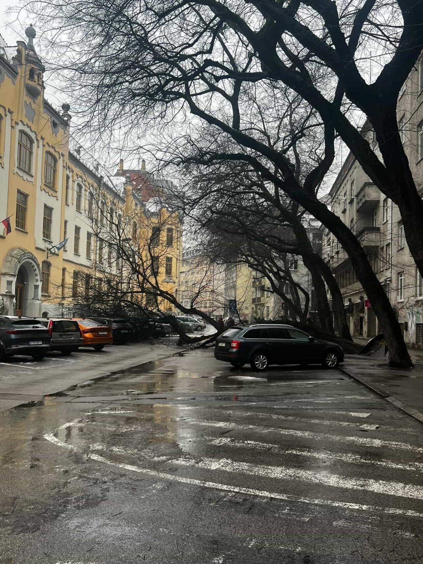 Na Grosslingovej ulici sa zrútil mohutný strom